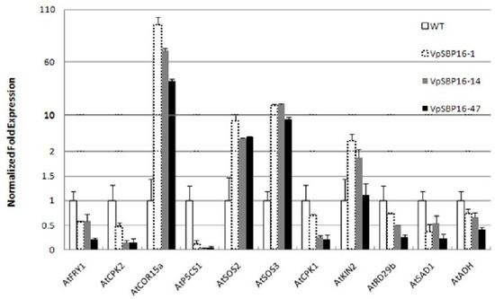 Activation of the GFP-SOS response by SOS-R4 strains over-expressing