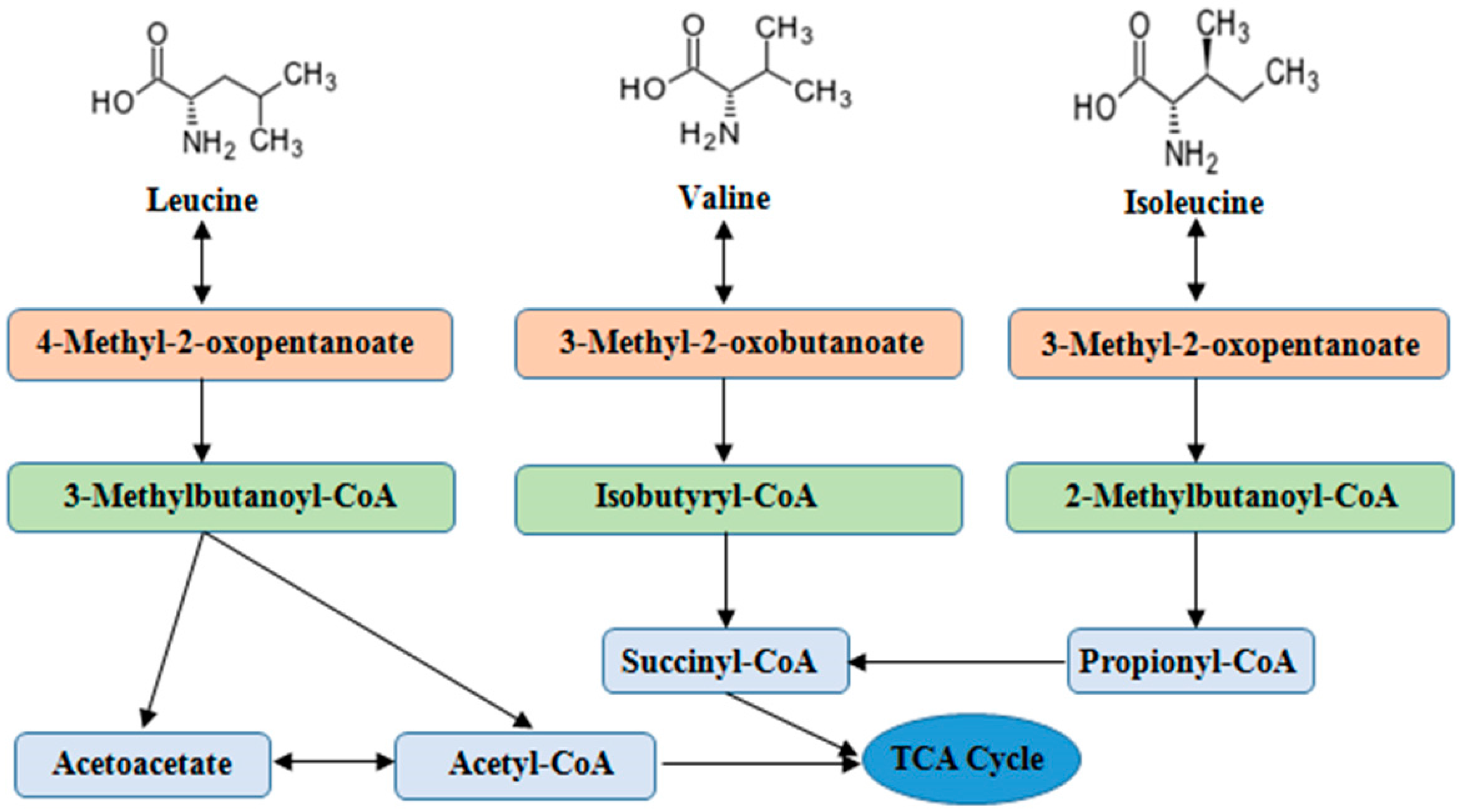 IJMS | Free Full-Text | Branched Chain Amino Acids: Beyond Nutrition  Metabolism
