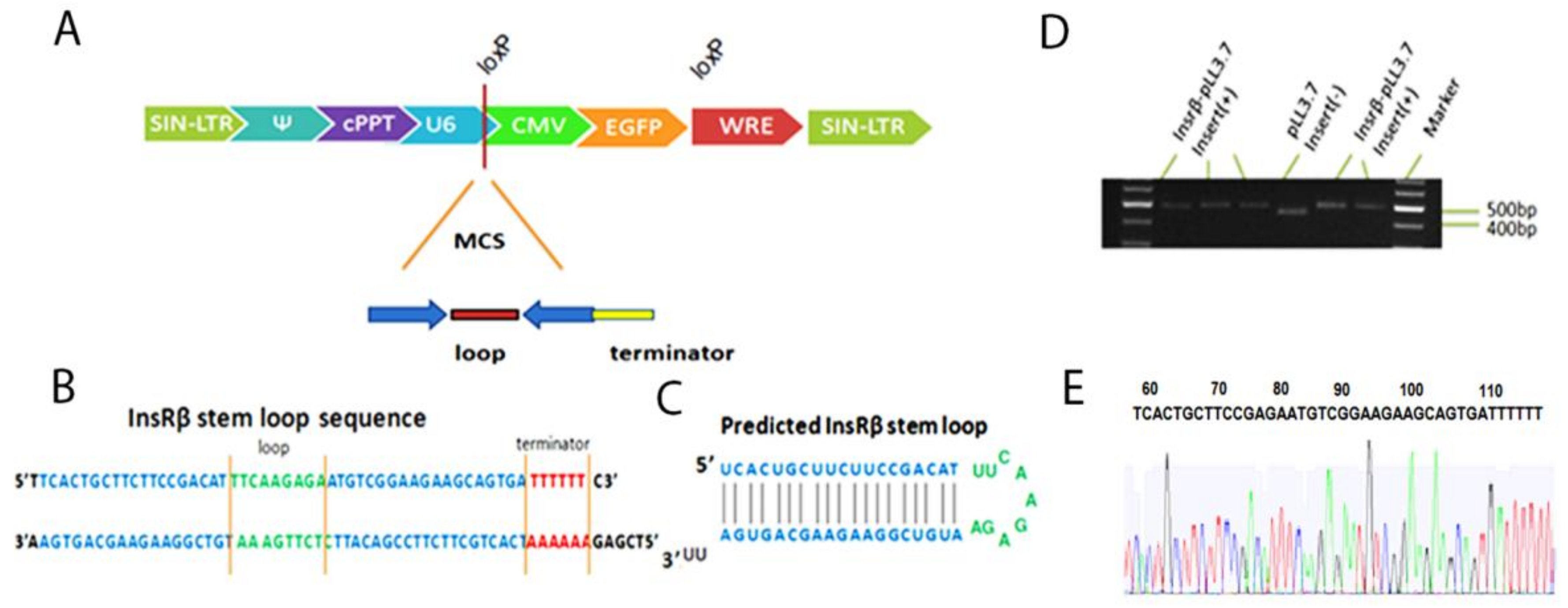 small hairpin rna