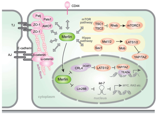 IJMS | Free Full-Text | NF2/Merlin Inactivation and ...