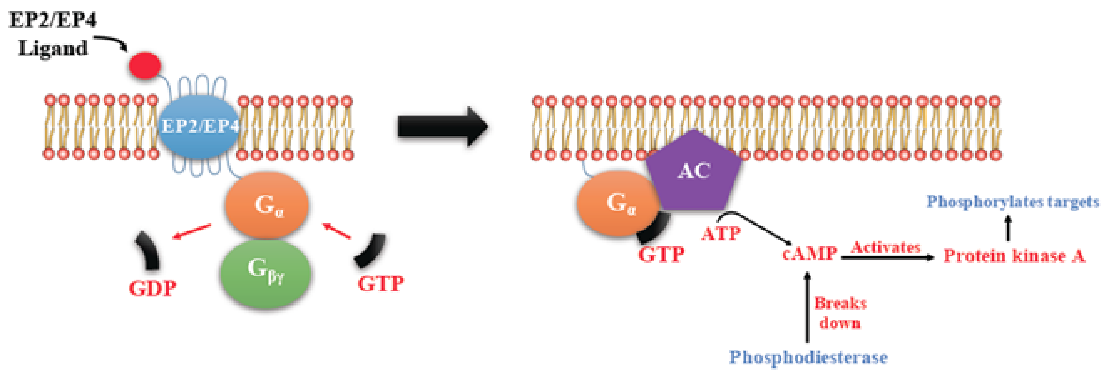 IJMS | Special Issue : Cancer-Driver G Protein-Coupled Receptors as ...