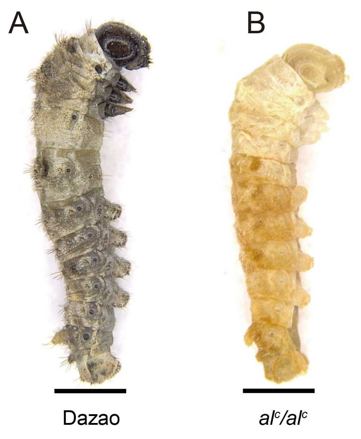 bombyx mori larvae