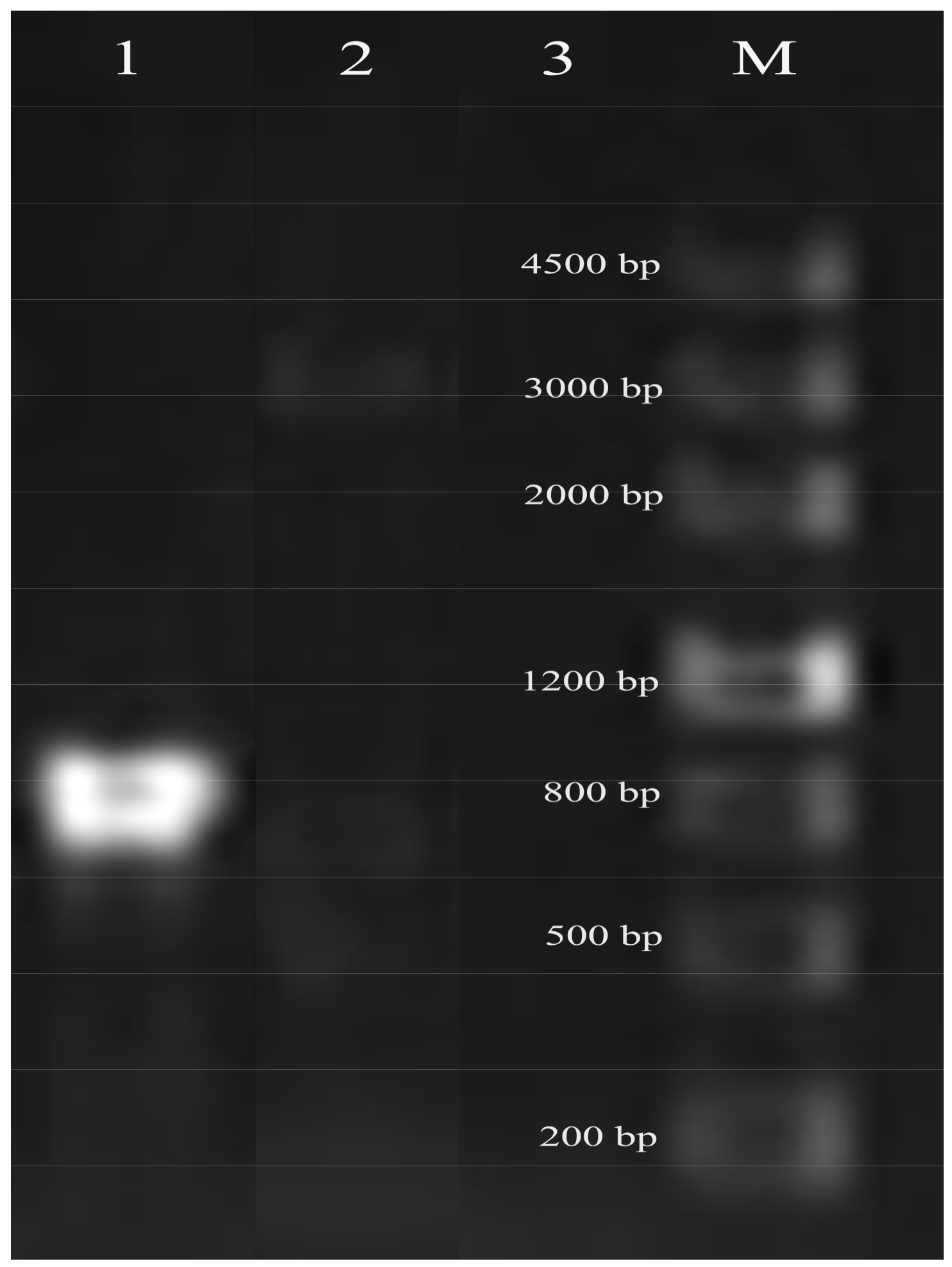Ijms 19 01068 g004 Ijms 19 01068 g004