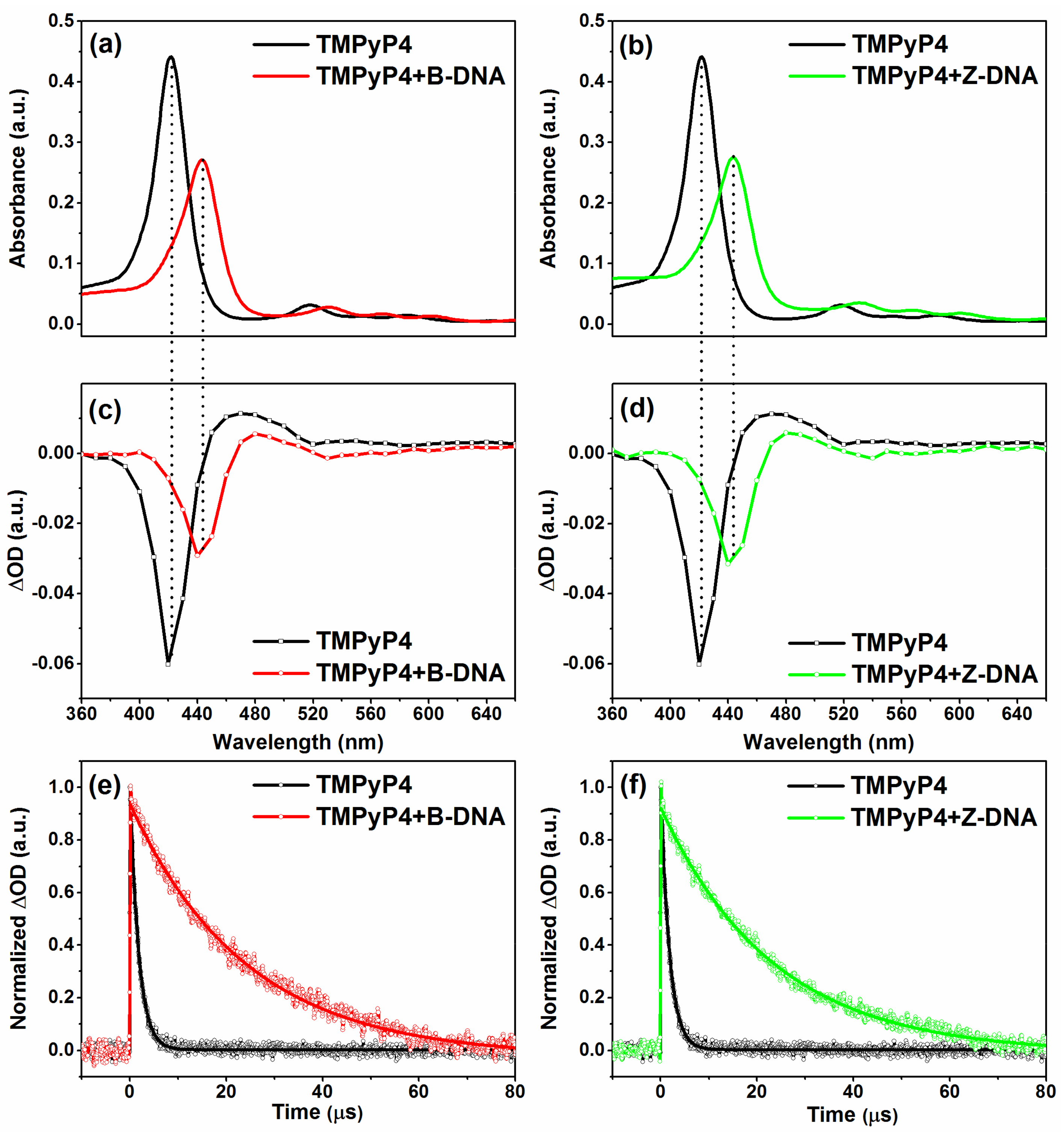 Ijms Free Full Text Binding Interactions Of Zinc Cationic Porphyrin With Duplex Dna From B Dna To Z Dna Html