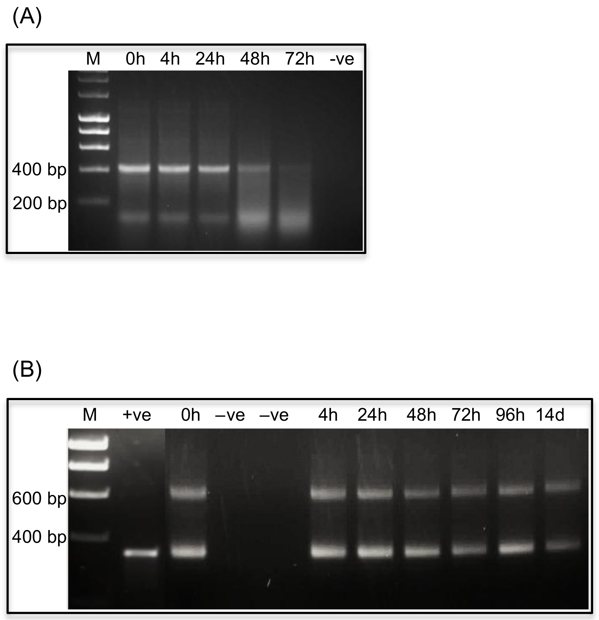 Ijms 19 01079 g004 Ijms 19 01079 g004