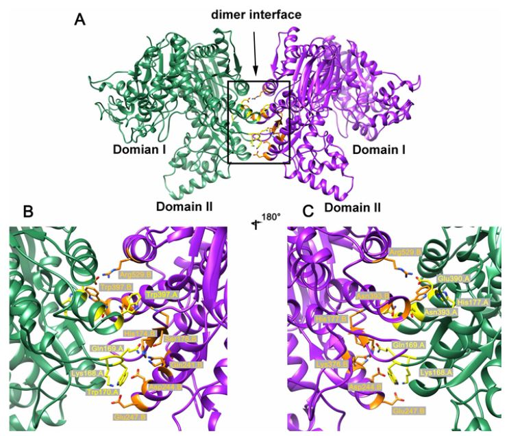 IJMS | Free Full-Text | Crystal Structure of the Isocitrate