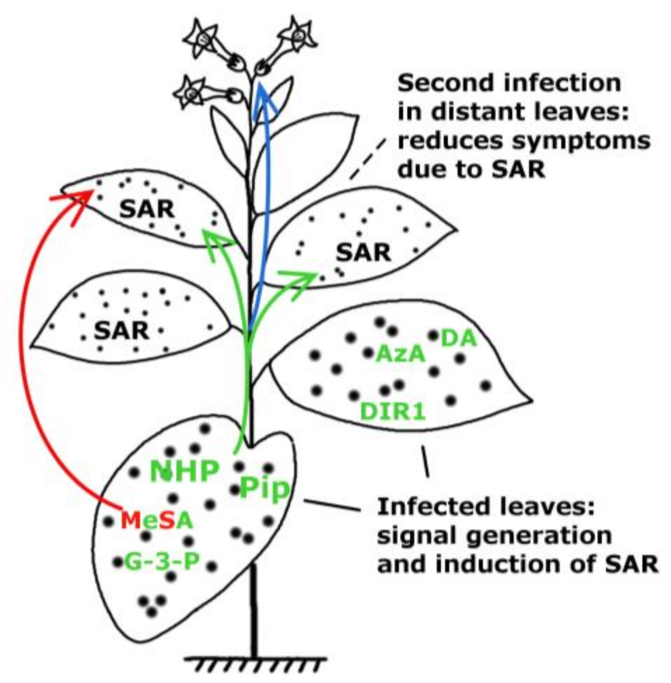 Long-Distance Systemic Signaling and Communication in Plants by František Baluška