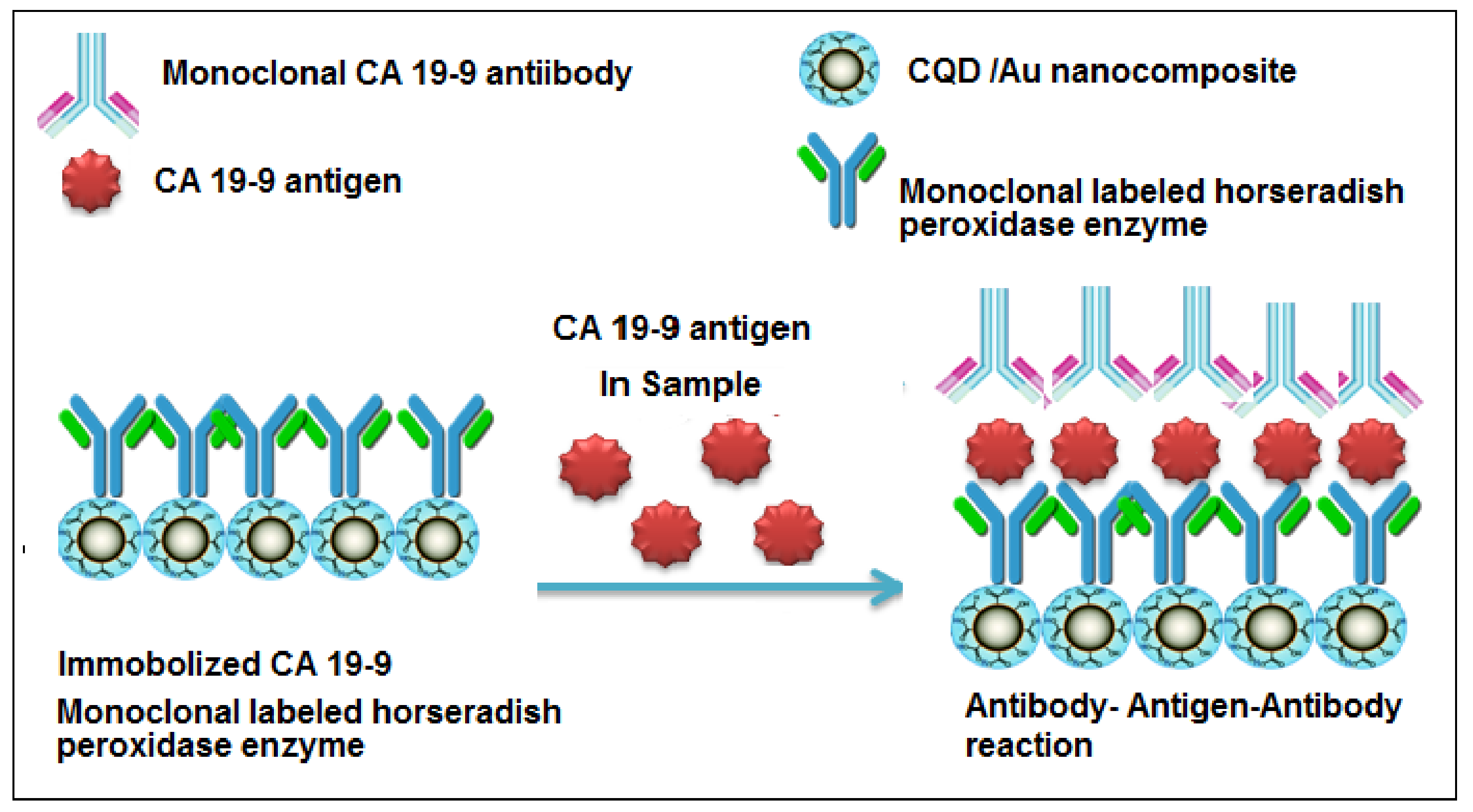 IJMS | Free Full-Text | CA 19-9 Pancreatic Tumor Marker Fluorescence  Immunosensing Detection via Immobilized Carbon Quantum Dots Conjugated Gold  Nanocomposite