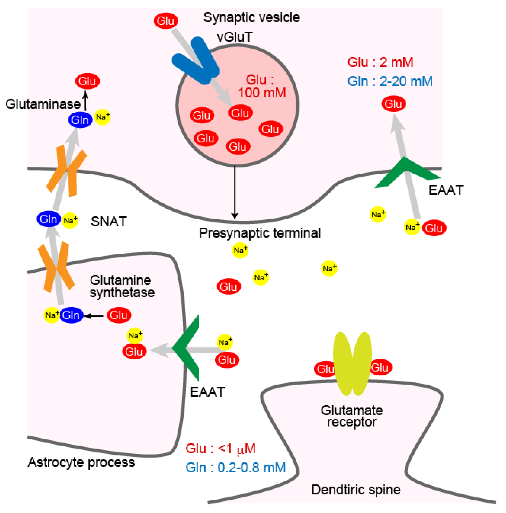 IJMS | Free Full-Text | Structure-Function Relationship of Transporters in  the Glutamate–Glutamine Cycle of the Central Nervous System | HTML