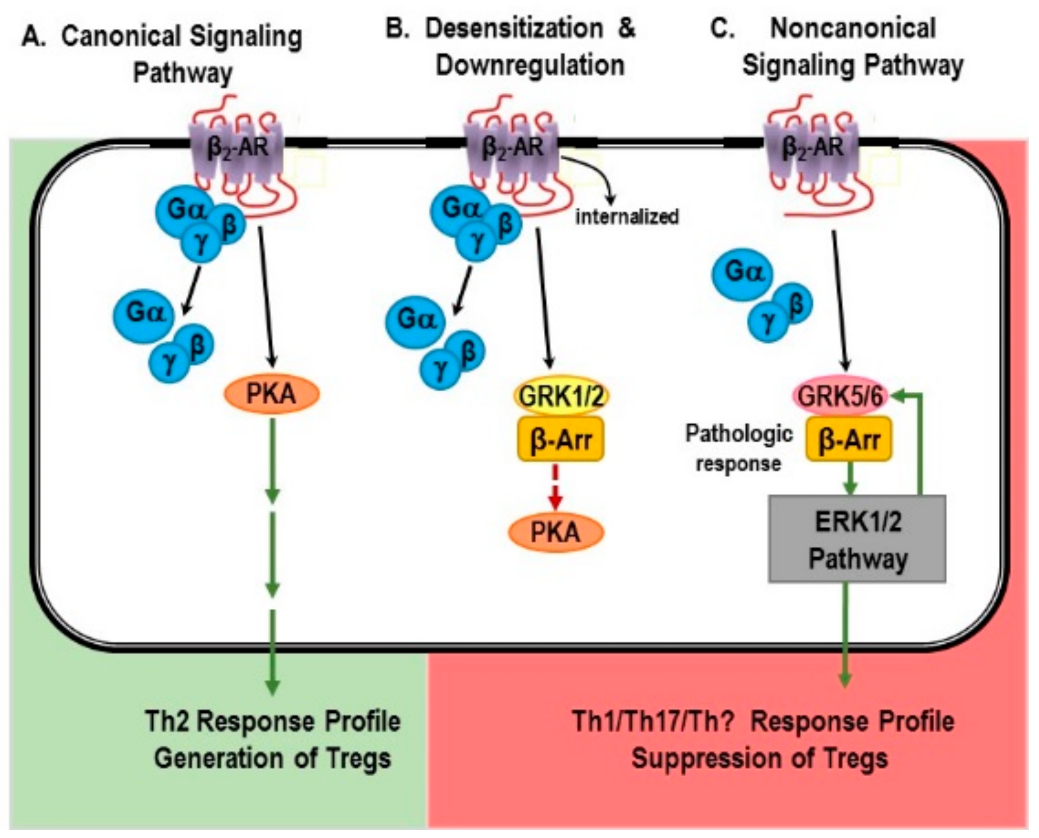 IJMS | Free Full-Text | Sympathetic Nerve Hyperactivity in the Spleen