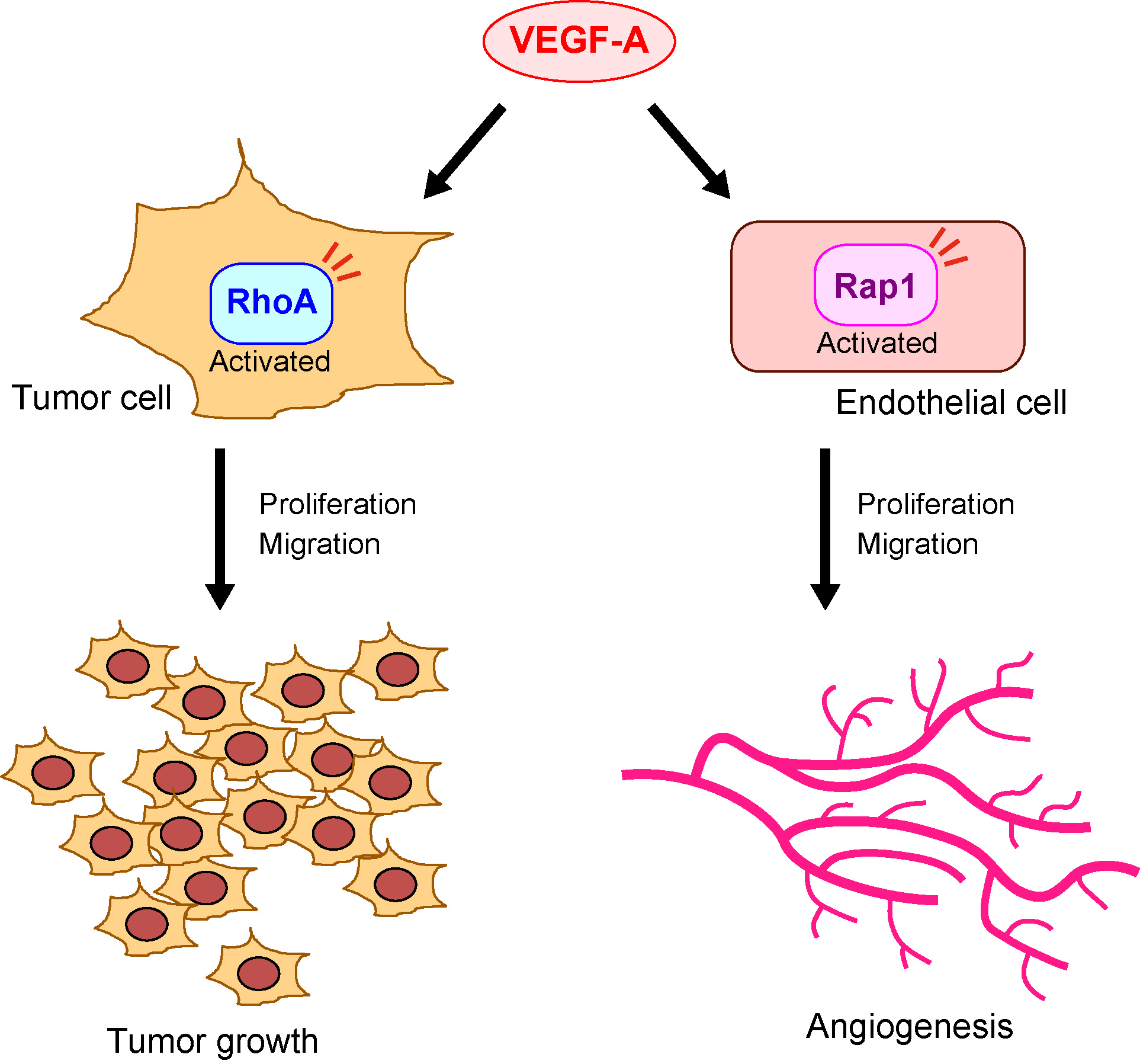 Ijms Free Full Text Vascular Endothelial Growth Factor A