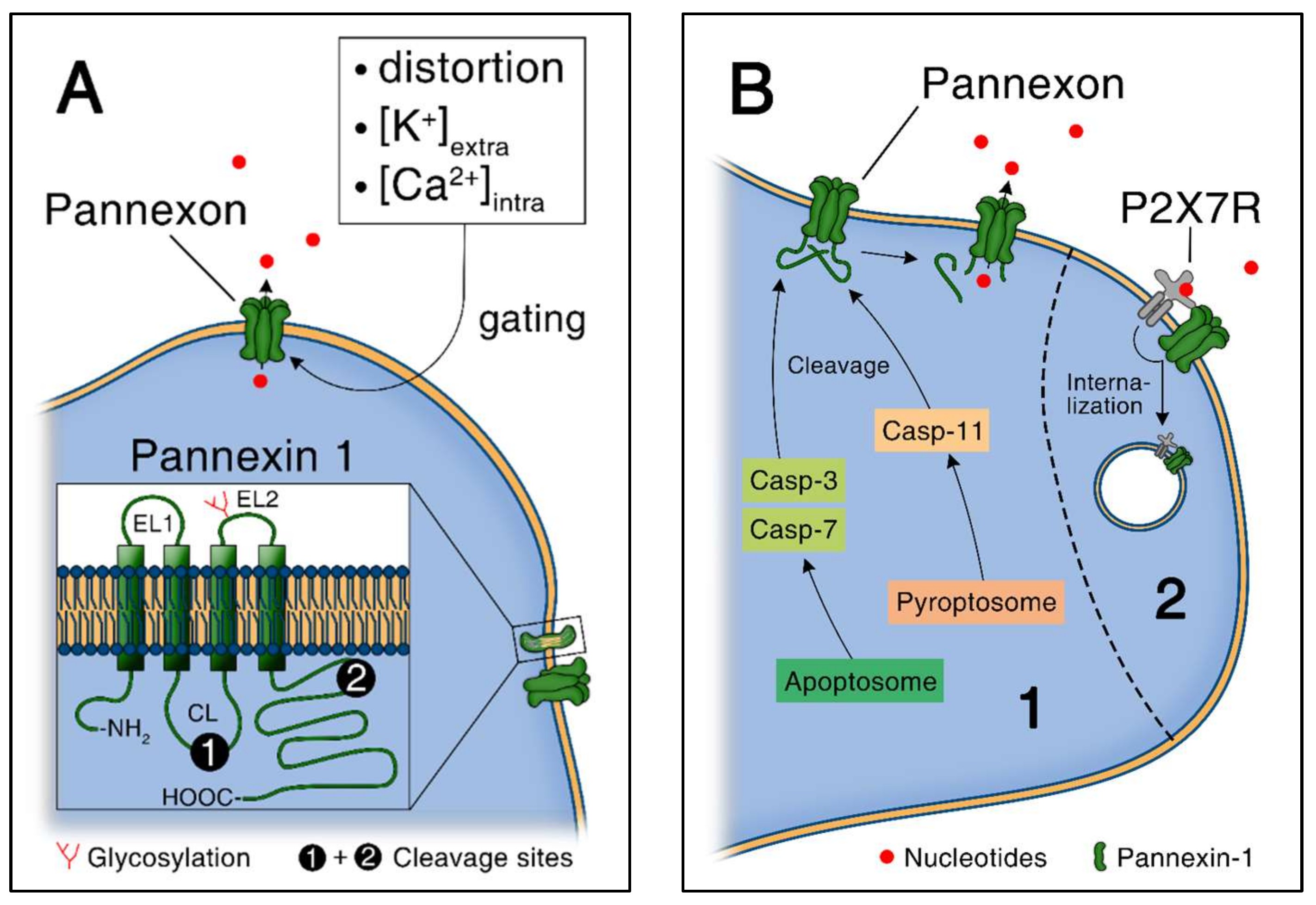 Endothelial pannexin 1 channels control inflammation by regulating