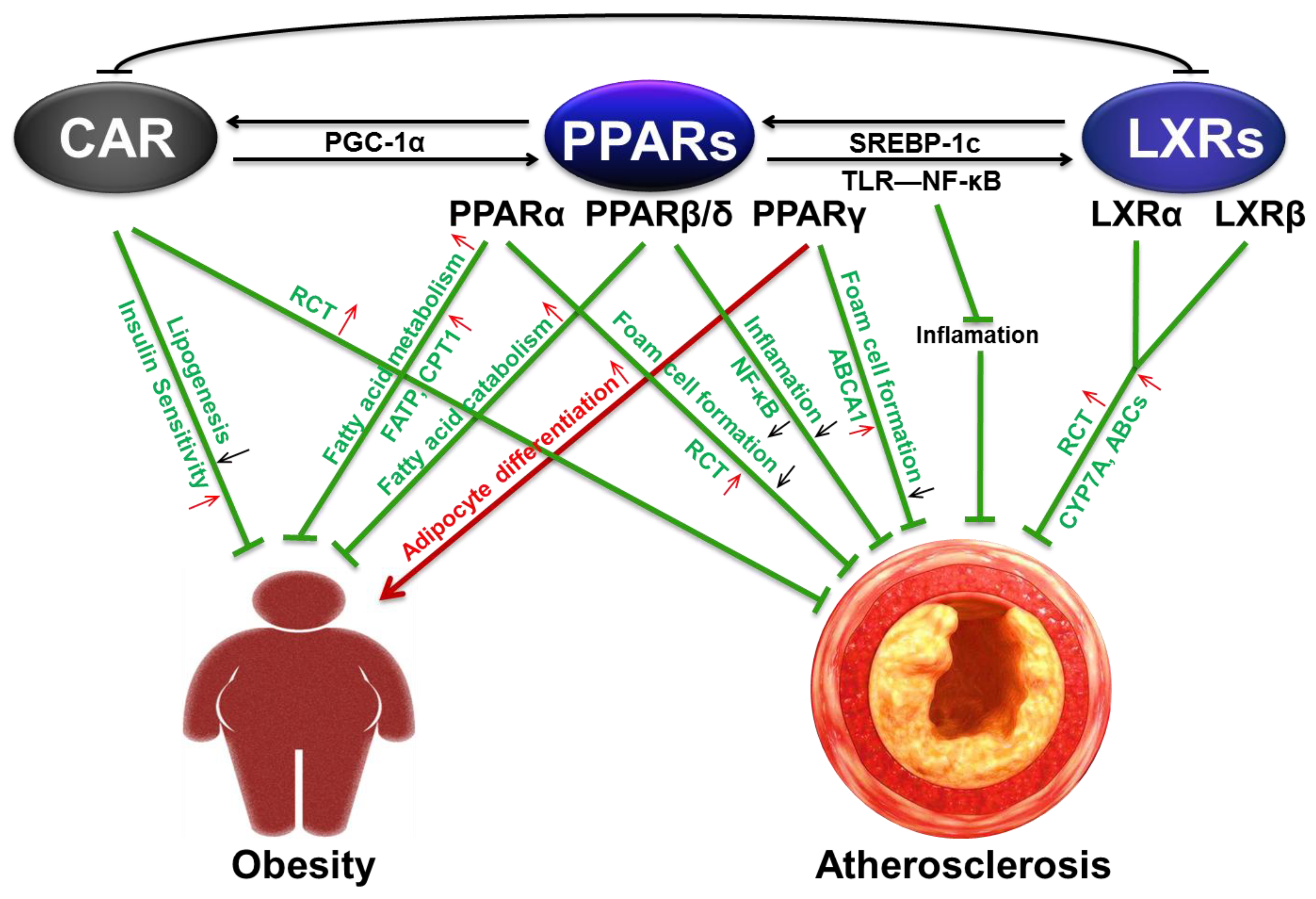 IJMS | Free Full-Text | The Role of PPAR and Its Cross-Talk with CAR and  LXR in Obesity and Atherosclerosis | HTML