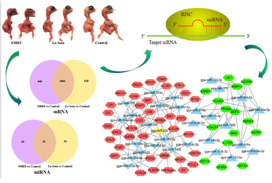 Ijms Free Full Text Common Microrna–mrna Interactions In Different