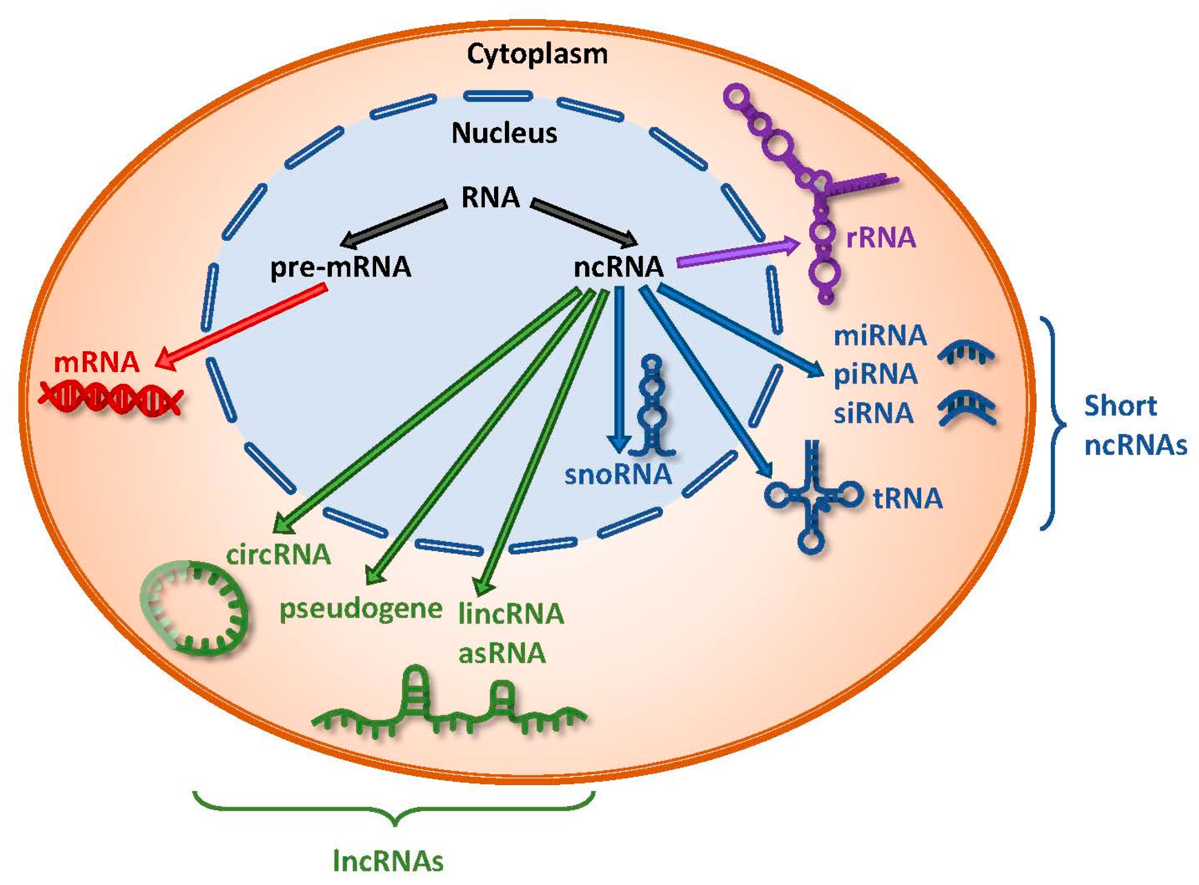 IJMS Free Full Text Noncoding RNA:RNA Regulatory Networks in Cancer