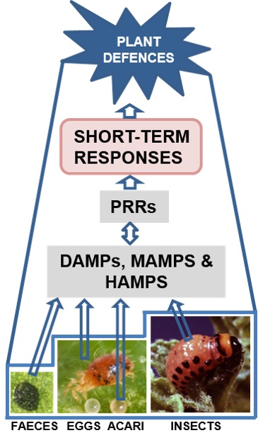 IJMS  Free FullText  Plant Perception and ShortTerm Responses to