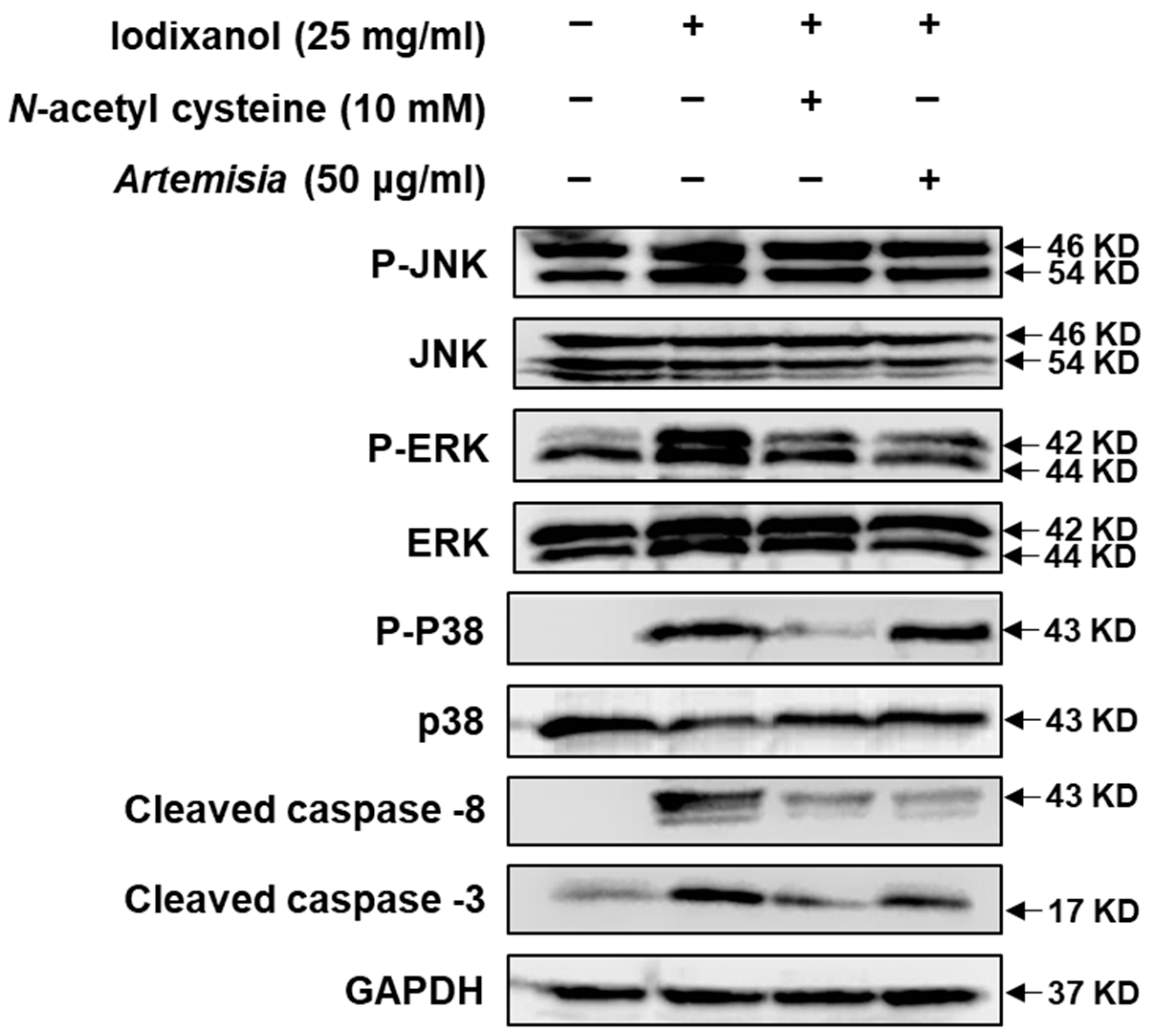 Ijms 19 01387 g003 Ijms 19 01387 g003
