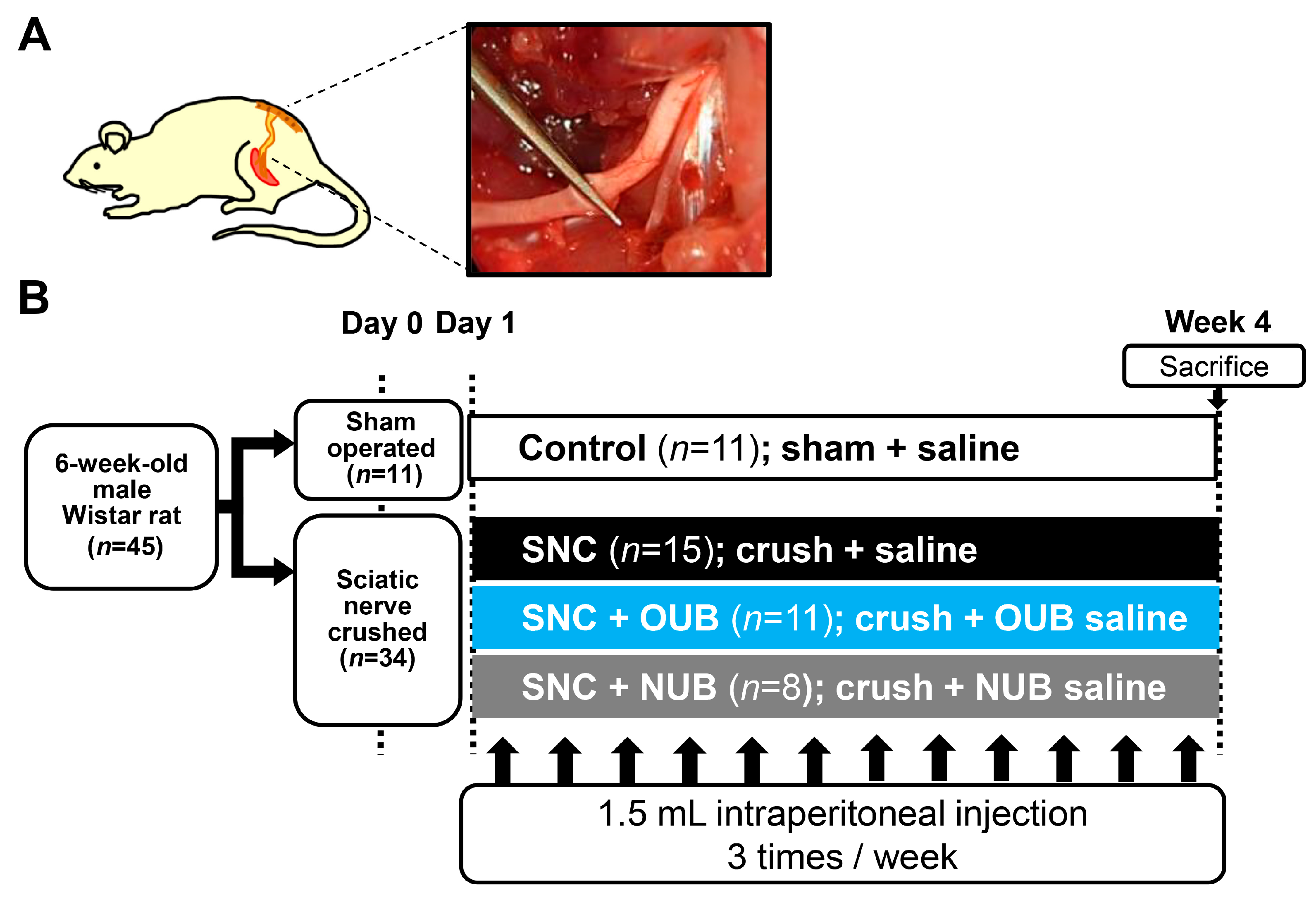 IJMS | Free Full-Text | Administration of Oxygen Ultra-Fine Bubbles  Improves Nerve Dysfunction in a Rat Sciatic Nerve Crush Injury Model