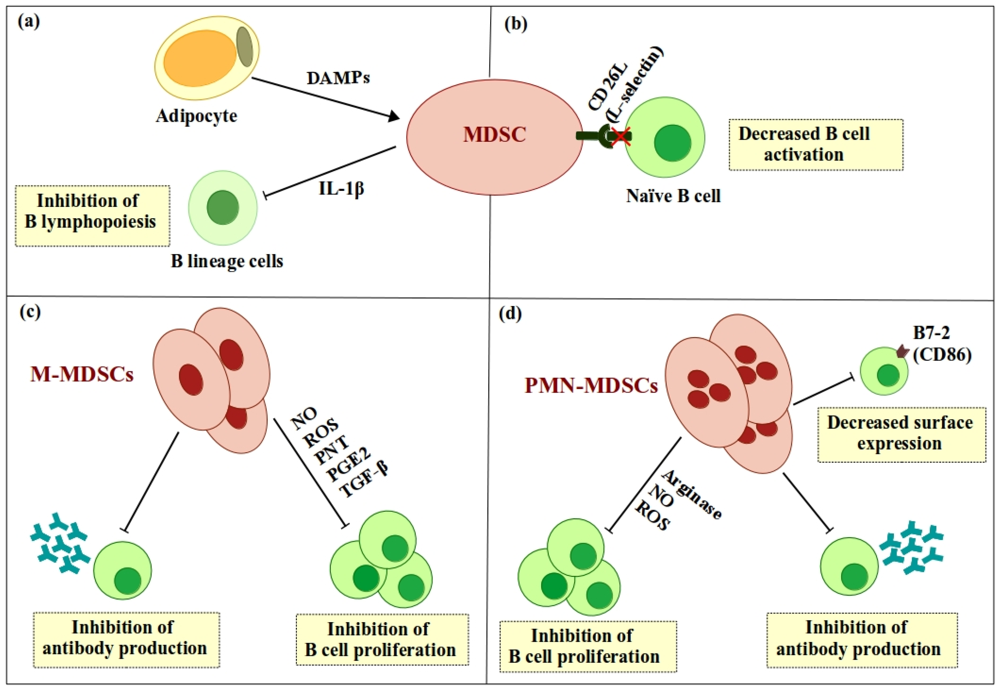 Ijms Free Full Text Immunomodulatory Function Of Myeloid Derived Suppressor Cells During B Cell Mediated Immune Responses Html