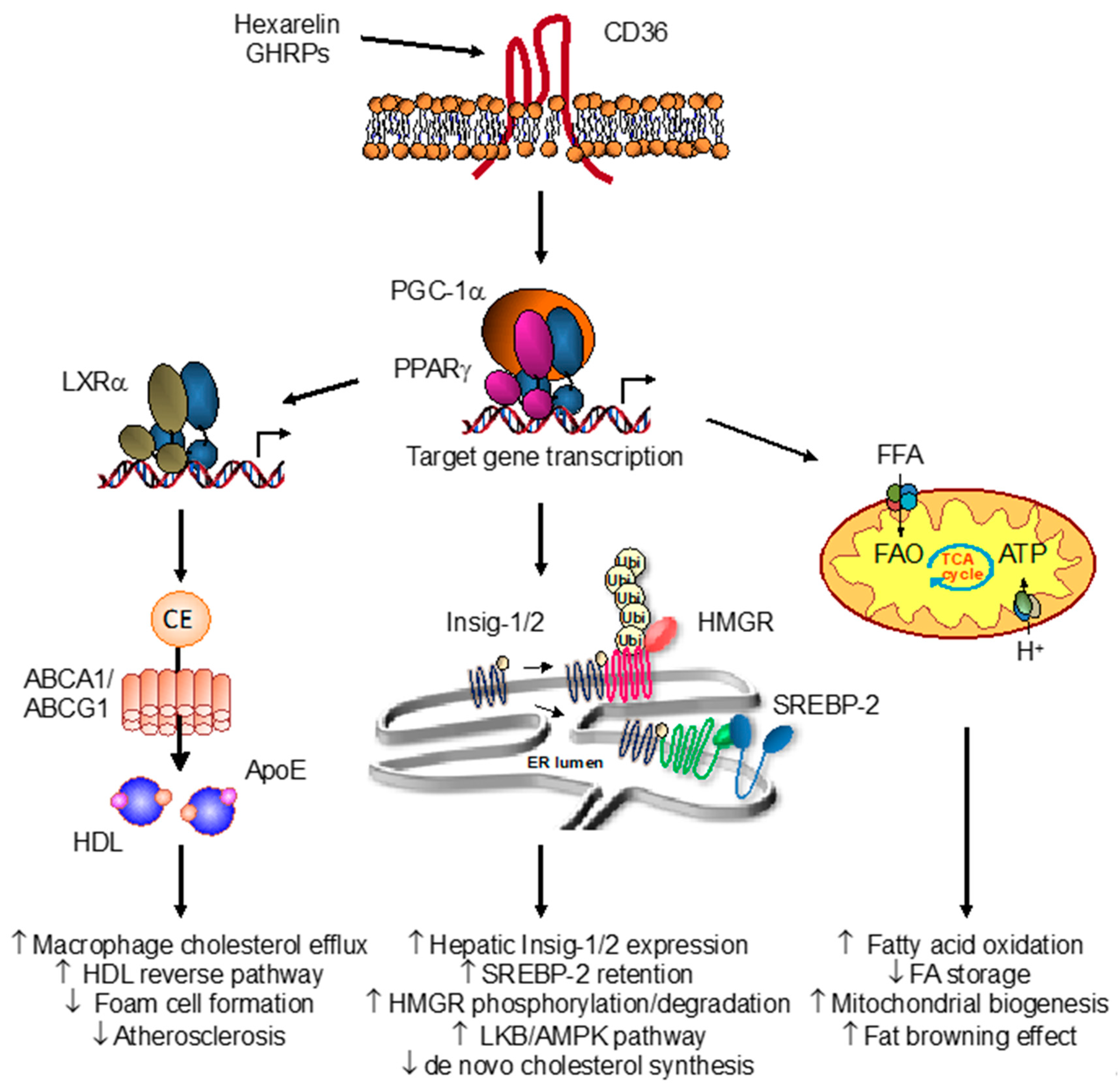 IJMS | Free Full-Text | The CD36-PPARγ Pathway in Metabolic Disorders