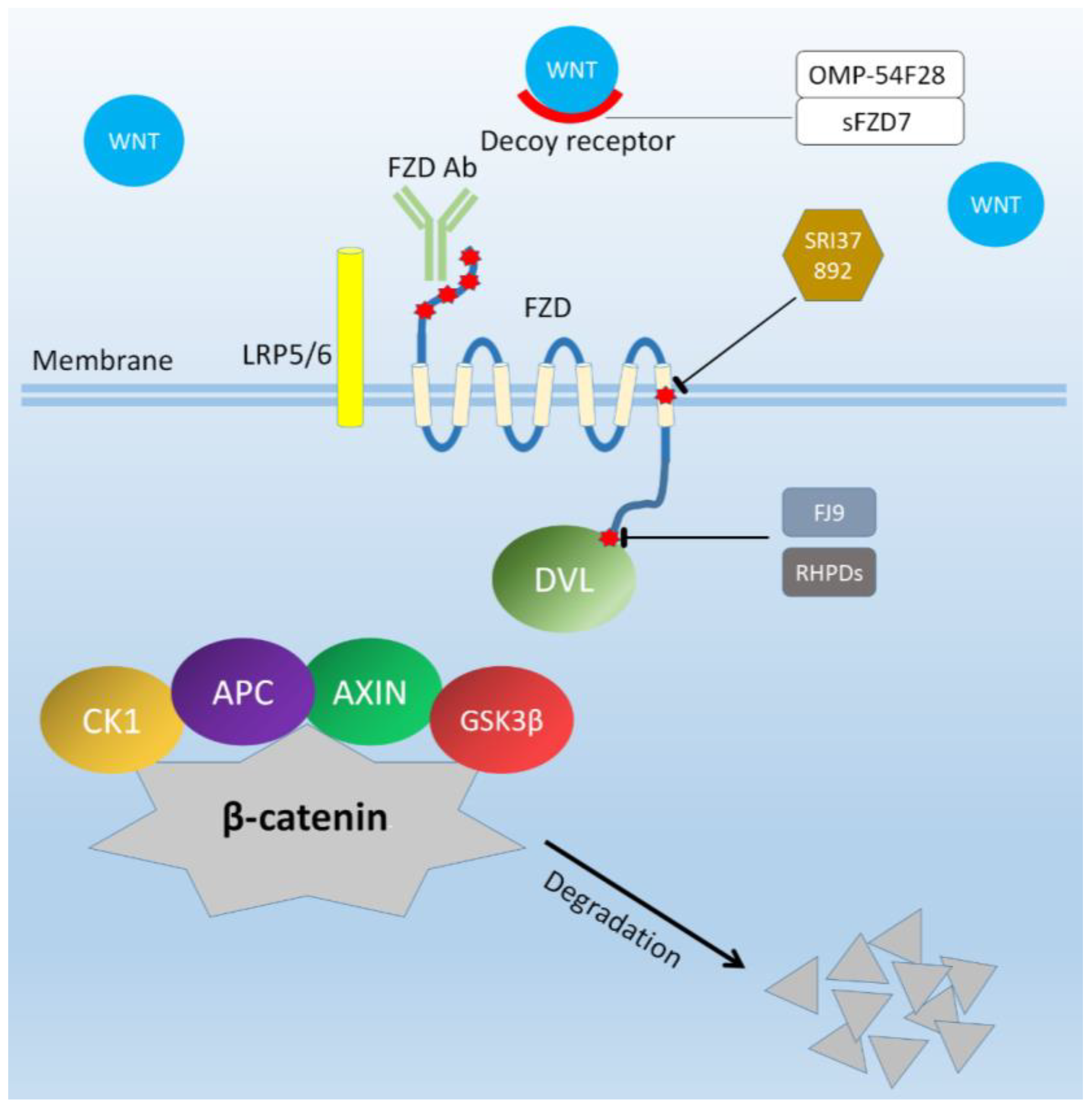 Ijms Free Full Text Frizzled Receptors As Potential Therapeutic Targets In Human Cancers