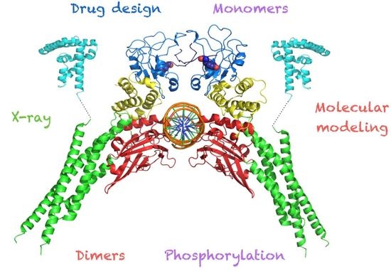 IJMS | Free Full-Text | Structural Biology Of STAT3 And Its ...