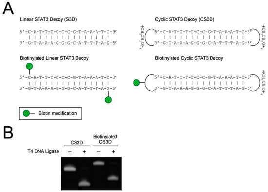 Ijms Free Full Text Biochemical Properties Of A Decoy Oligodeoxynucleotide Inhibitor Of Stat3 Transcription Factor Html