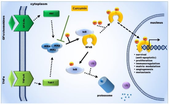 IJMS Free Full Text The Role of Curcumin in Prevention and