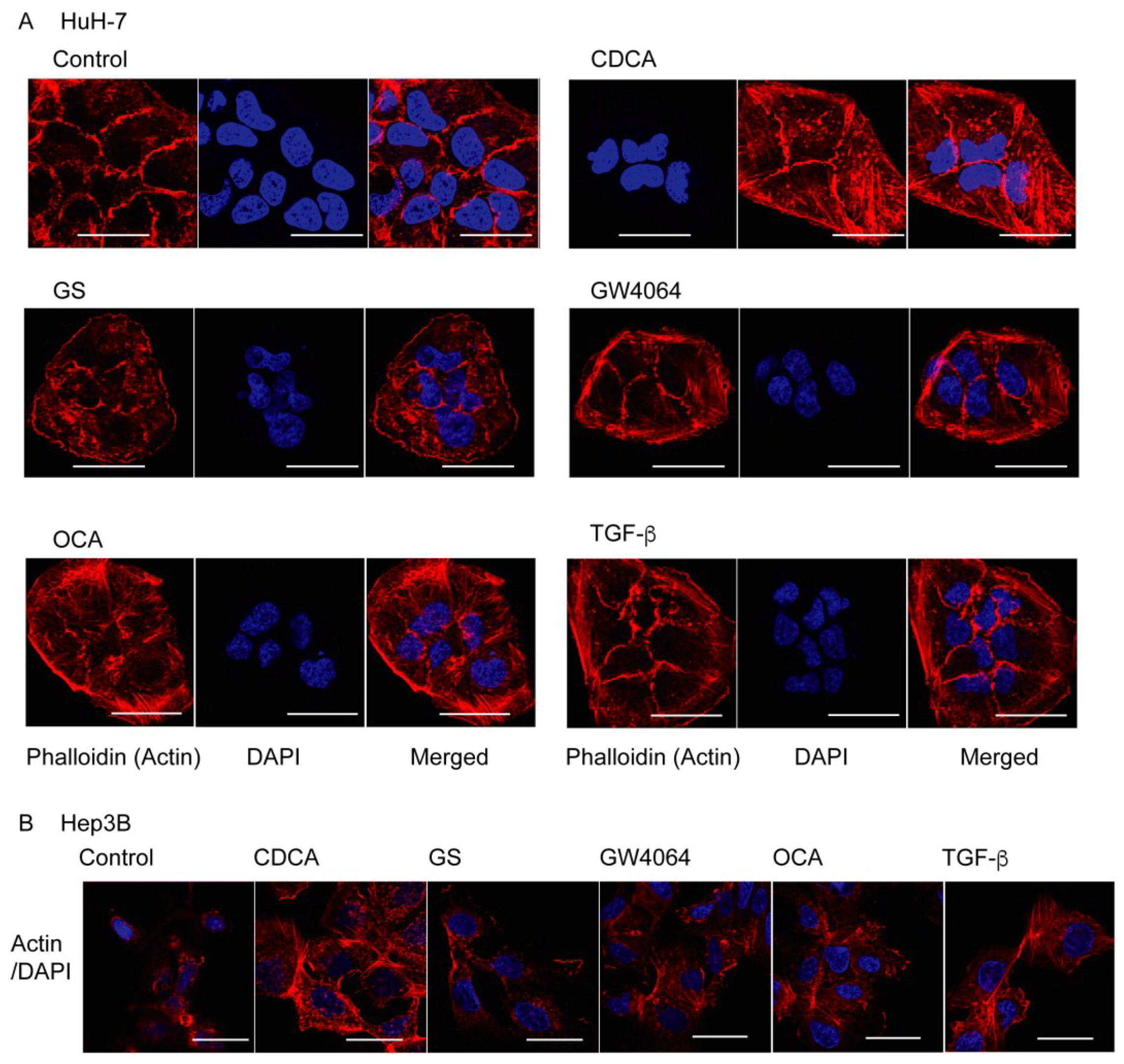 Ijms Free Full Text Farnesoid X Receptor Activation Enhances