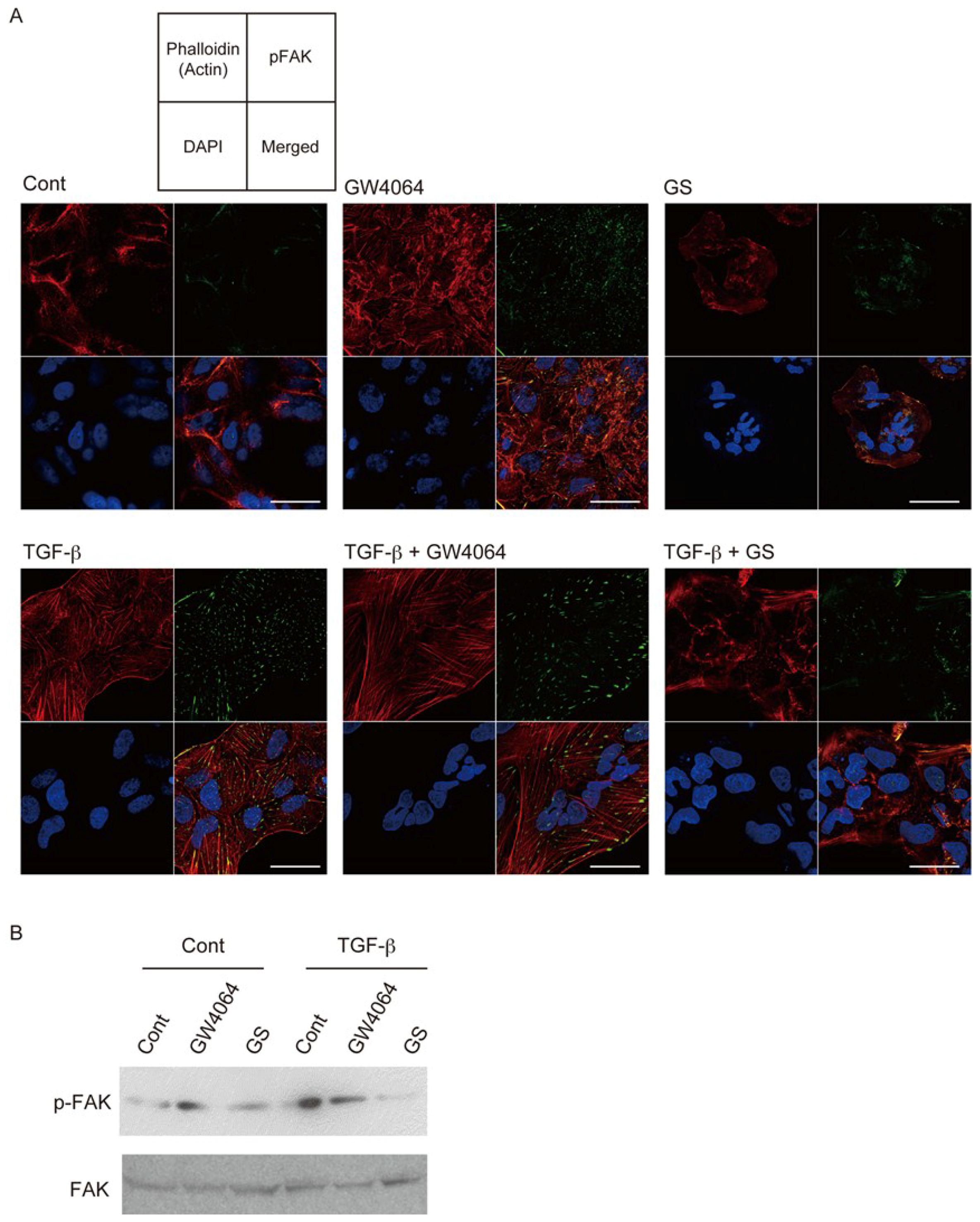 Ijms Free Full Text Farnesoid X Receptor Activation Enhances