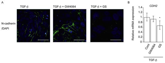 Ijms Free Full Text Farnesoid X Receptor Activation Enhances