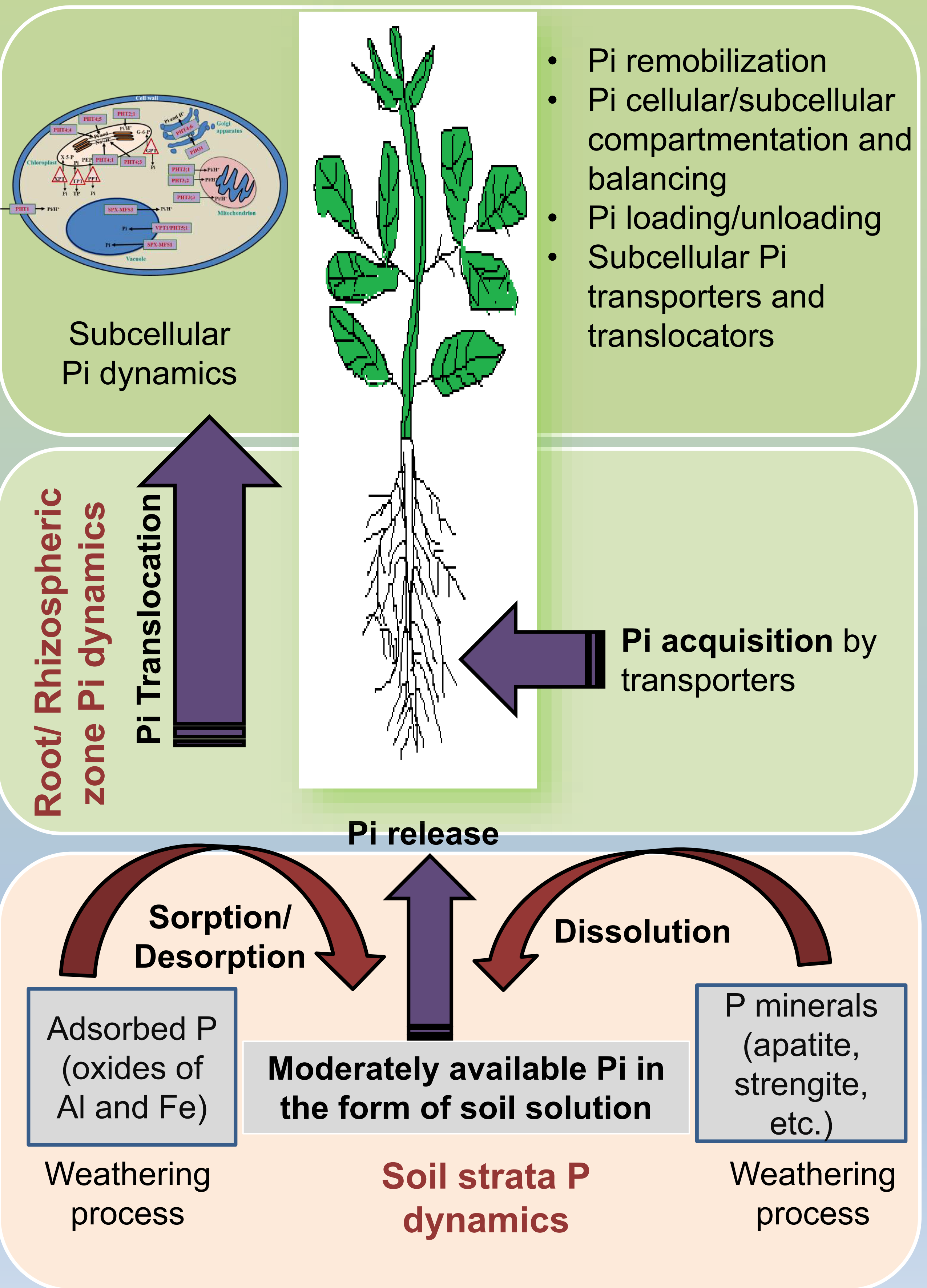 Function Of Phosphorus In Plants Idea Cathyshepherdot