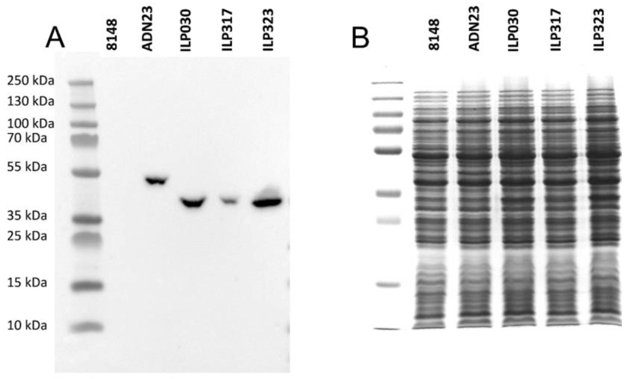 IJMS | Free Full-Text | p19-Targeting ILP Protein Blockers of IL-23/Th-17  Pro-Inflammatory Axis Displayed on Engineered Bacteria of Food Origin | HTML