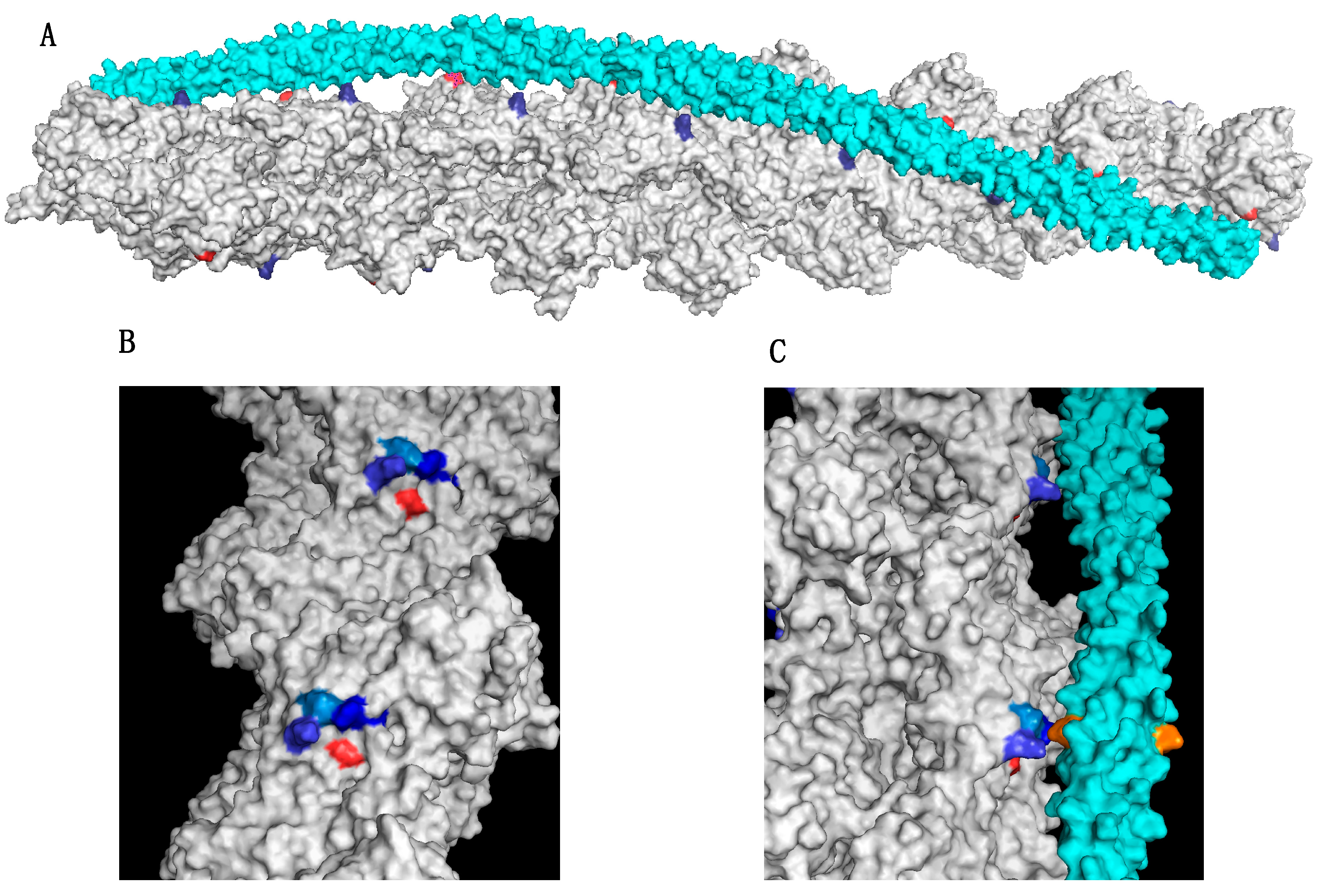 Ijms Free Full Text The Molecular Mechanisms Of Mutations In Actin And Myosin That Cause Inherited Myopathy Html