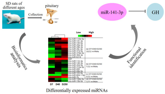 IJMS | Free Full-Text | Age-Related Changes in MicroRNA in the Rat  Pituitary and Potential Role in GH Regulation