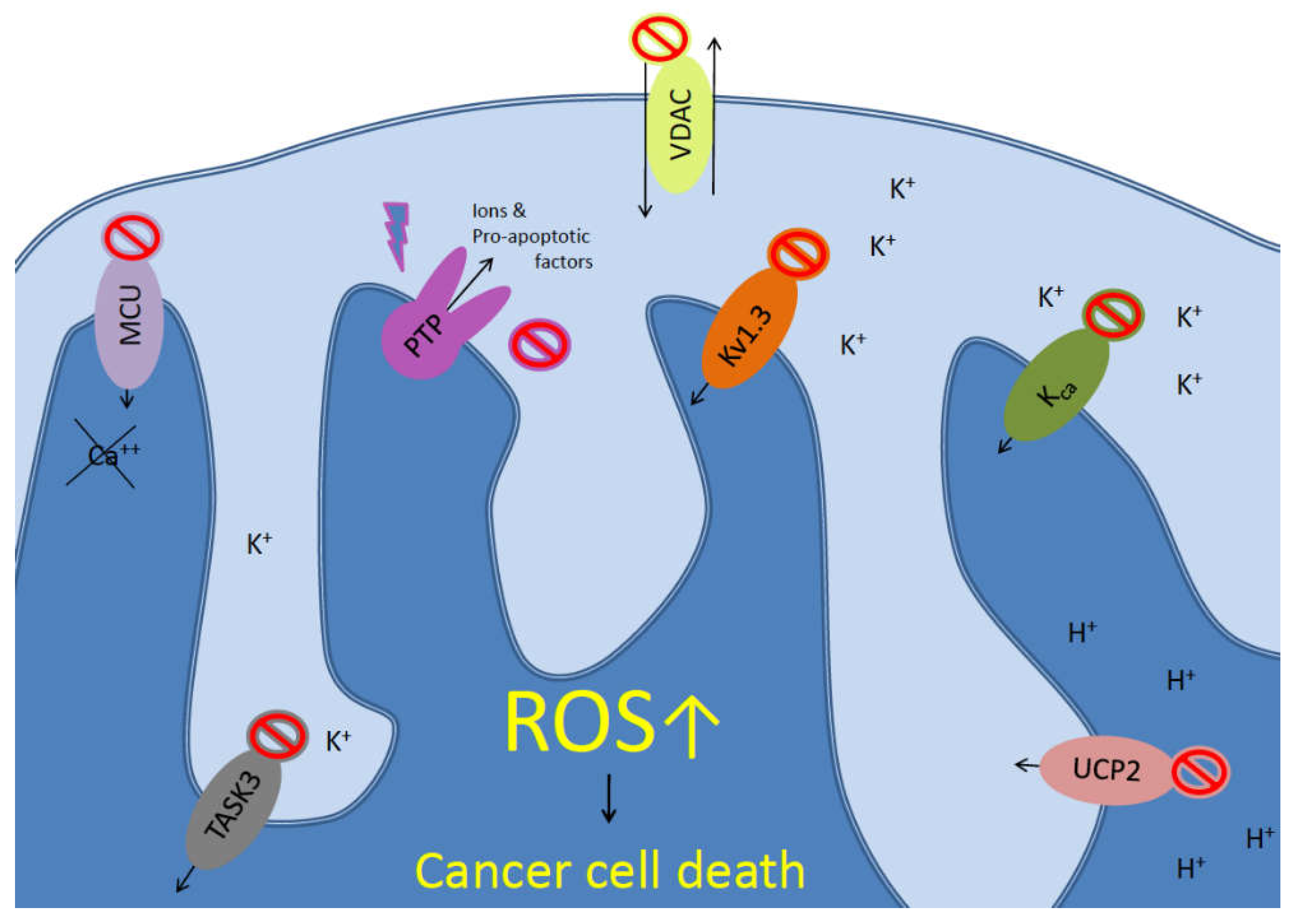 IJMS | Free Full-Text | Targeting Mitochondrial Ion Channels to Fight  Cancer | HTML