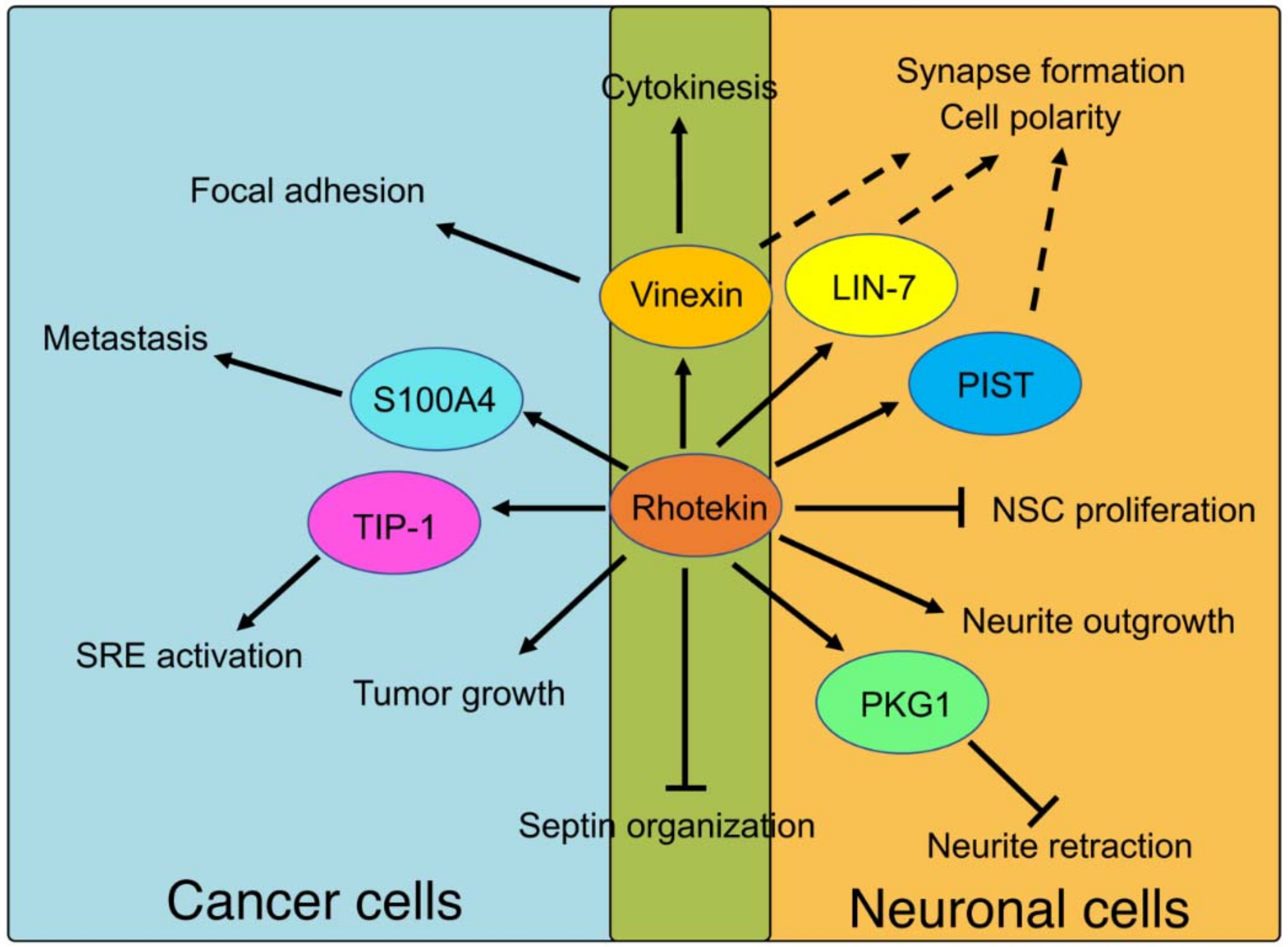 Ijms 19 02121 g005 Ijms 19 02121 g005