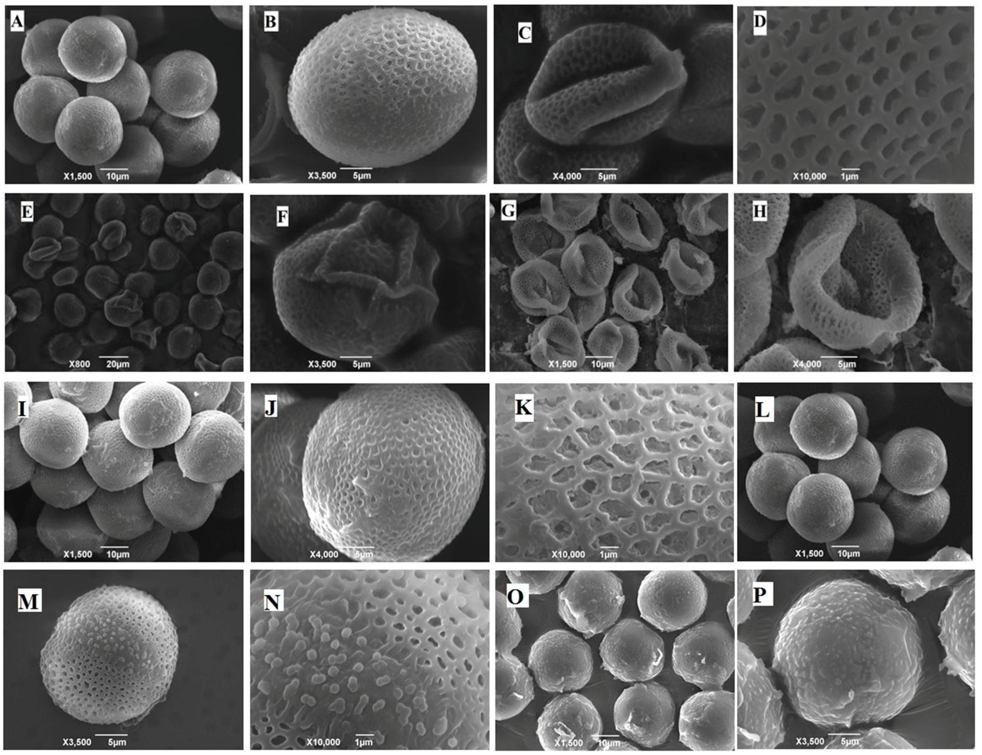 Ijms Free Full Text Can Selenium And Molybdenum Restrain Cadmium Toxicity To Pollen Grains In Brassica Napus Html