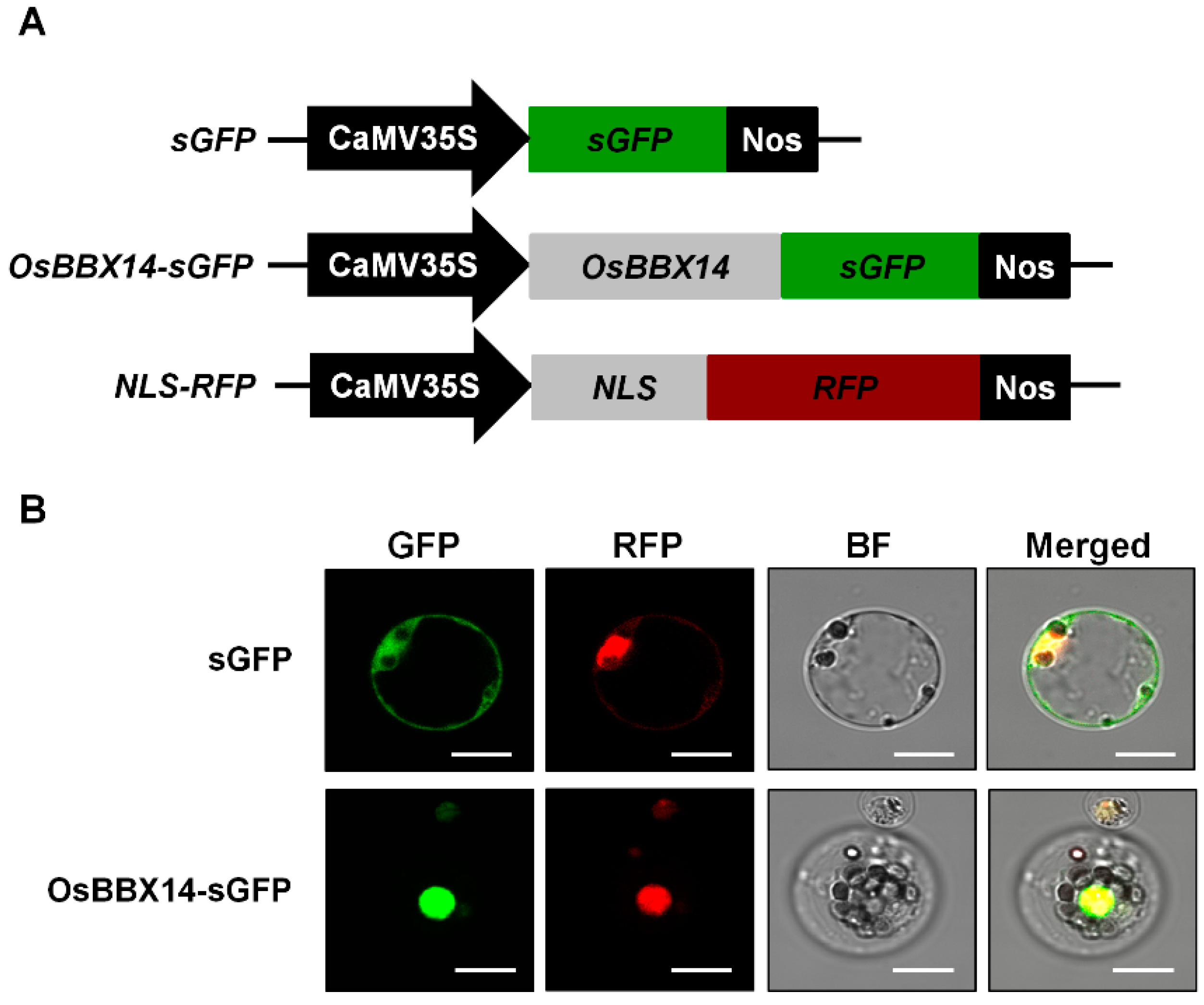 Ijms 19 02190 g003 Ijms 19 02190 g003