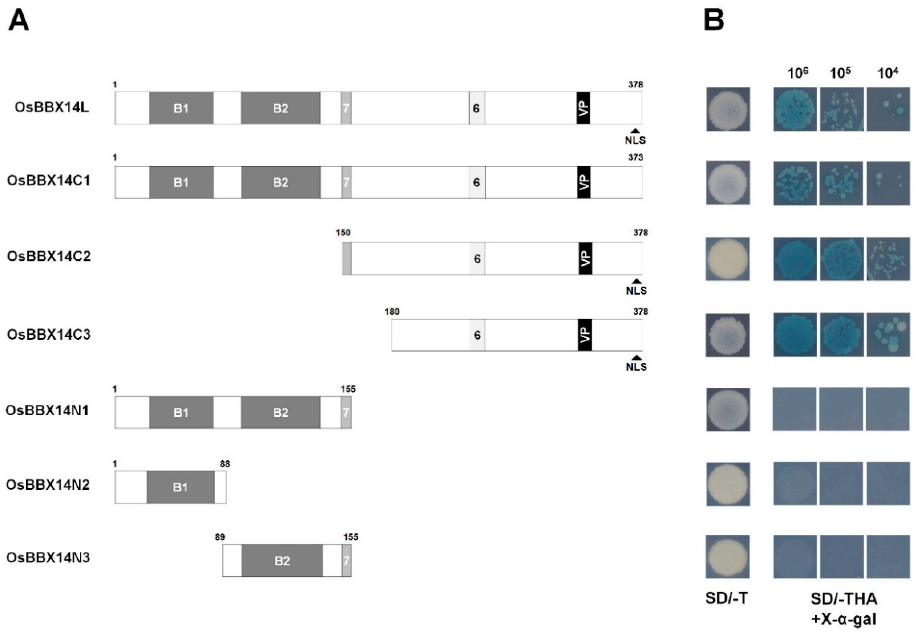 Ijms 19 02190 g004 Ijms 19 02190 g004