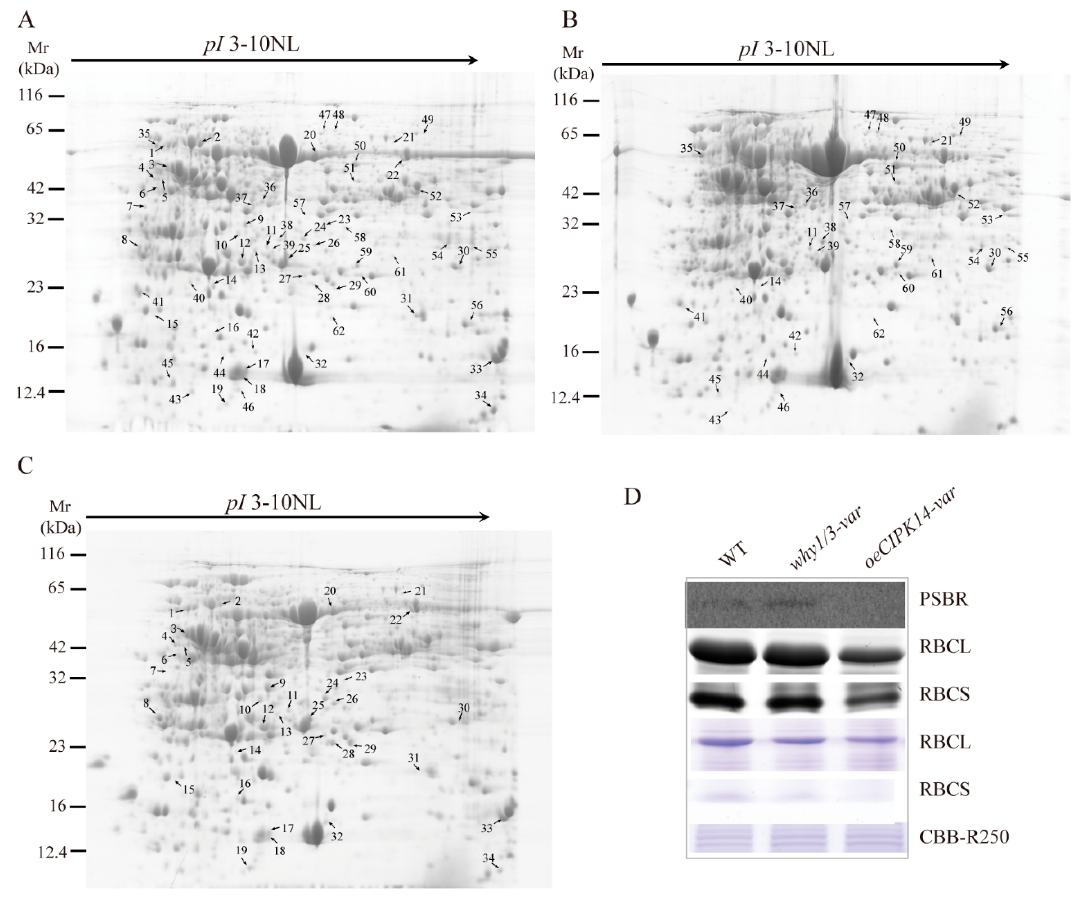 Ijms 19 02231 g001 Ijms 19 02231 g001