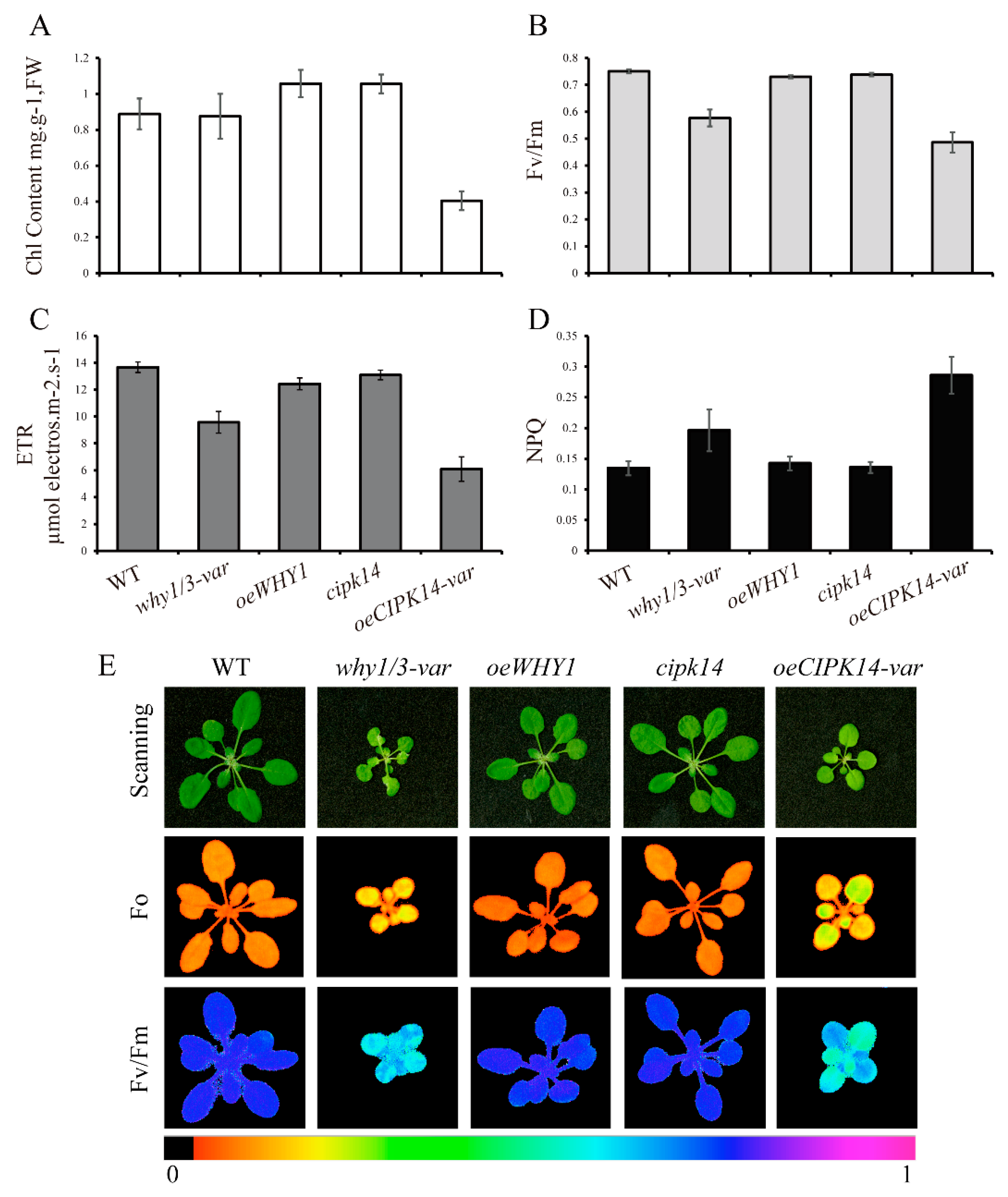 Ijms 19 02231 g006 Ijms 19 02231 g006