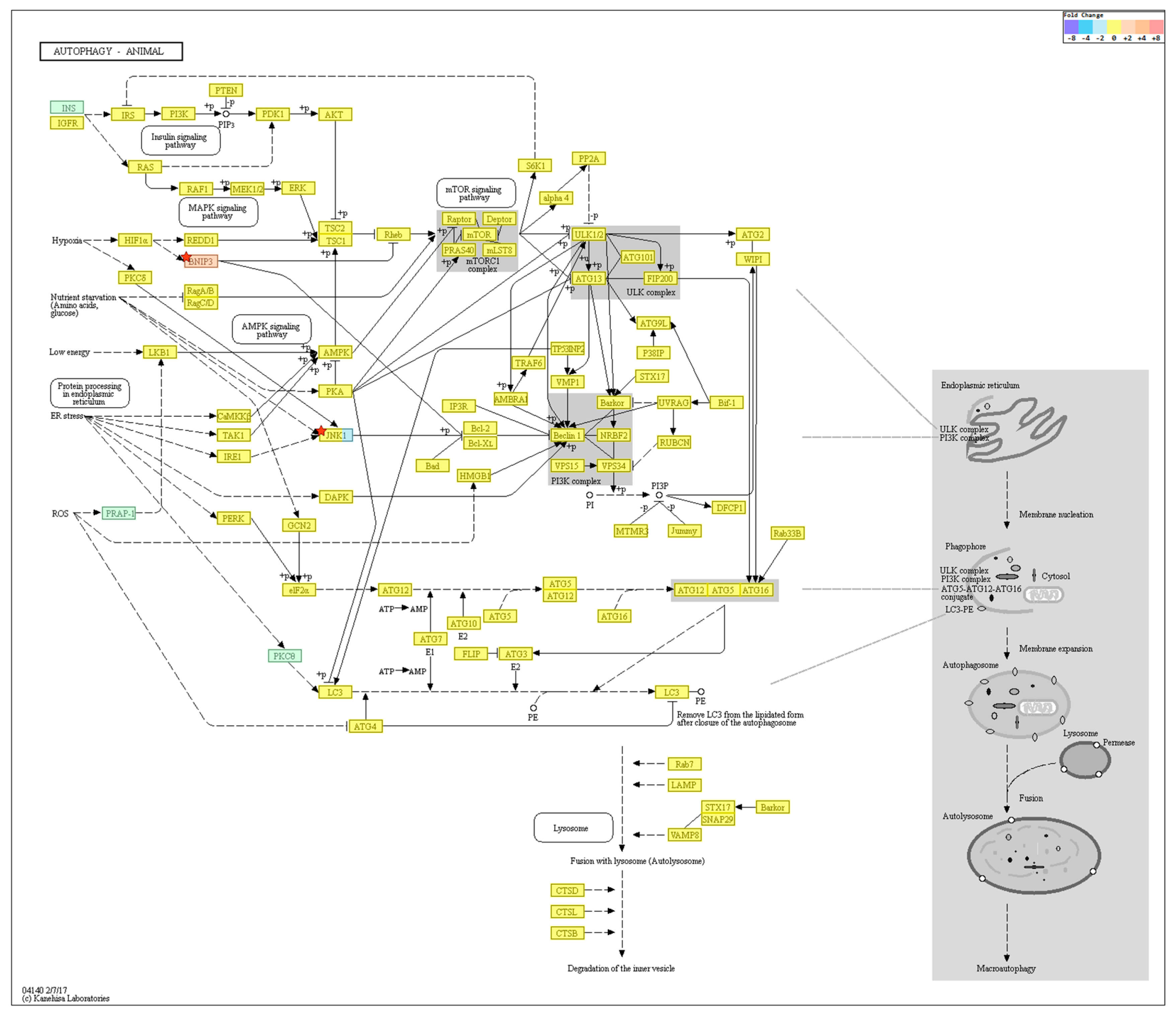 Ijms 19 02254 g006 Ijms 19 02254 g006