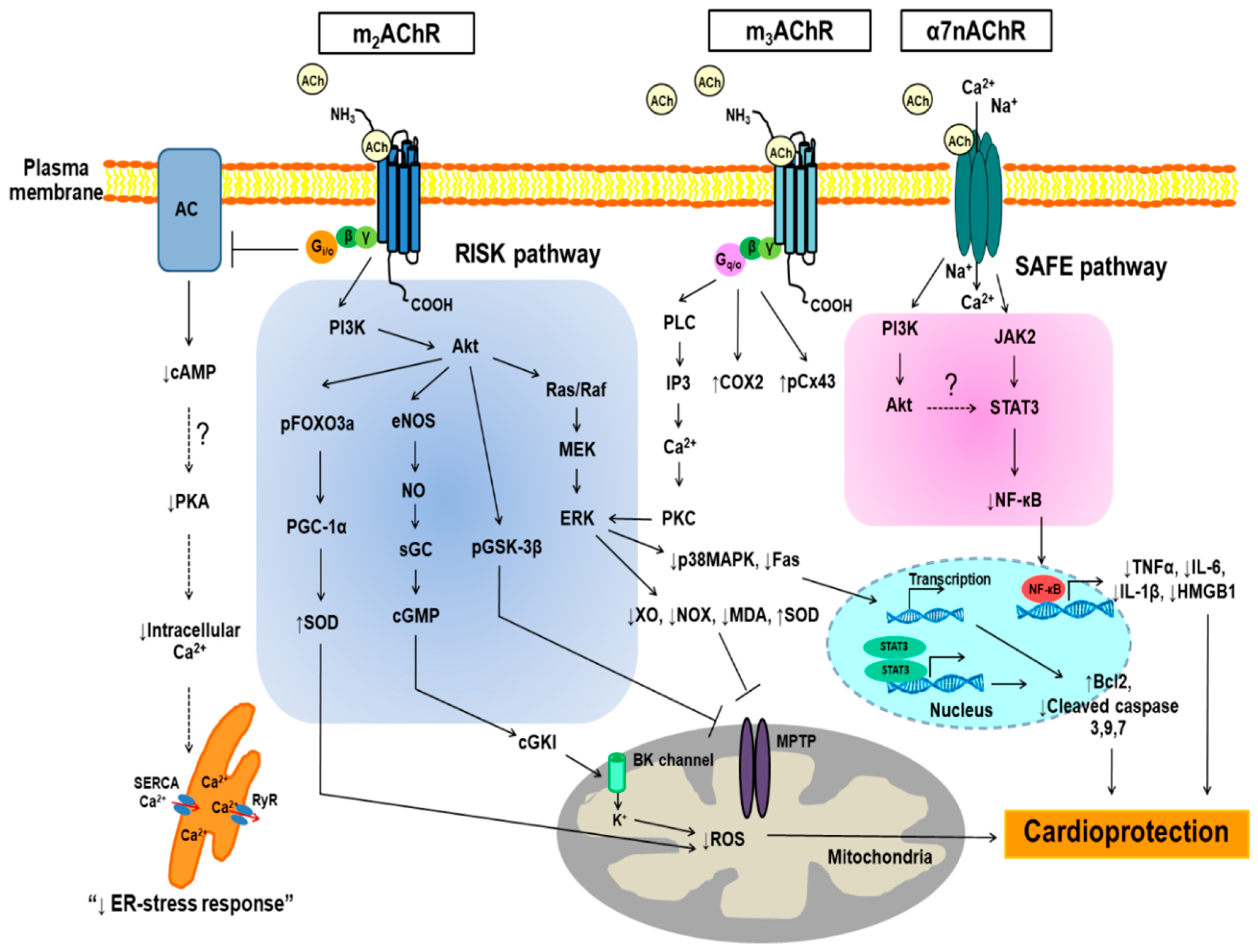 Ijms 19 02466 g001 Ijms 19 02466 g001