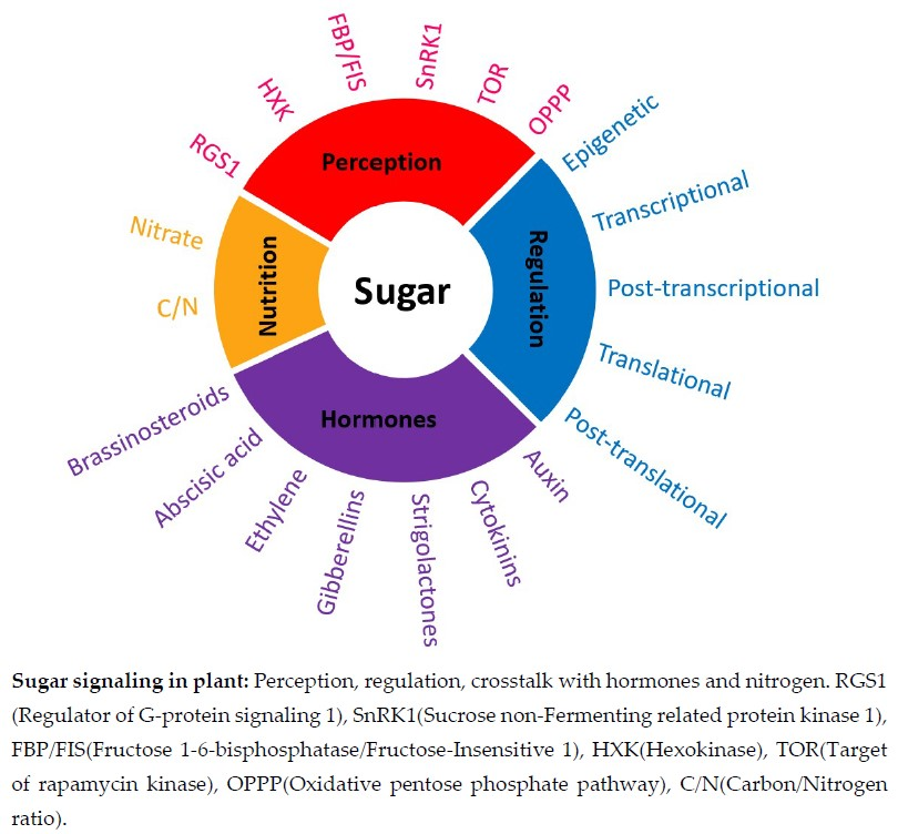 IJMS | Free Full-Text | The Sugar-Signaling Hub: Overview of Regulators and  Interaction with the Hormonal and Metabolic Network | HTML