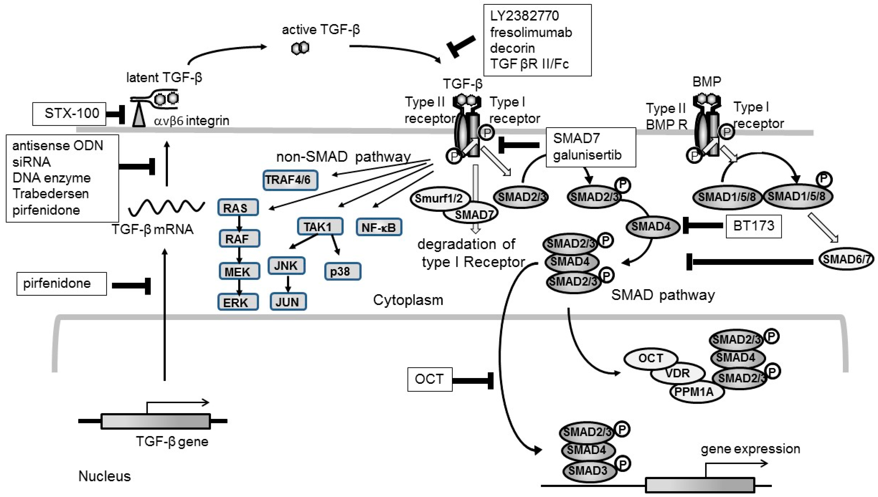 Ijms Free Full Text Targeting Tgf B Signaling In Kidney Fibrosis Html