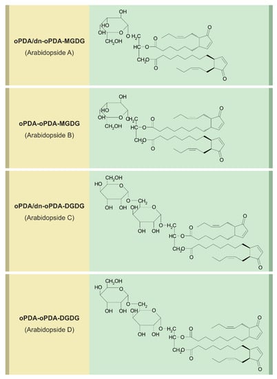 Ijms Free Full Text Jasmonates News On Occurrence Biosynthesis Metabolism And Action Of An Ancient Group Of Signaling Compounds Html
