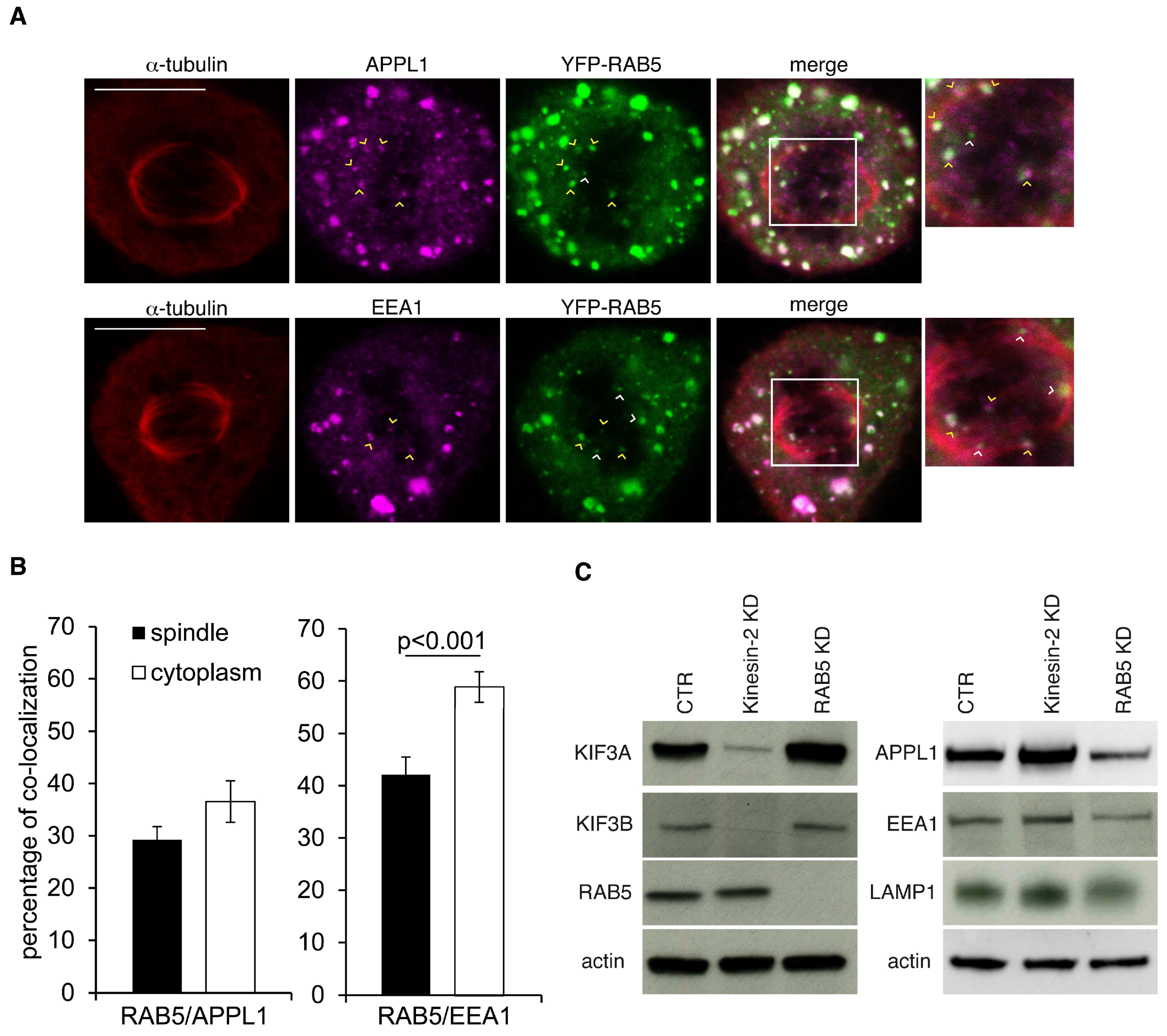 Ijms 19 02575 g003 Ijms 19 02575 g003