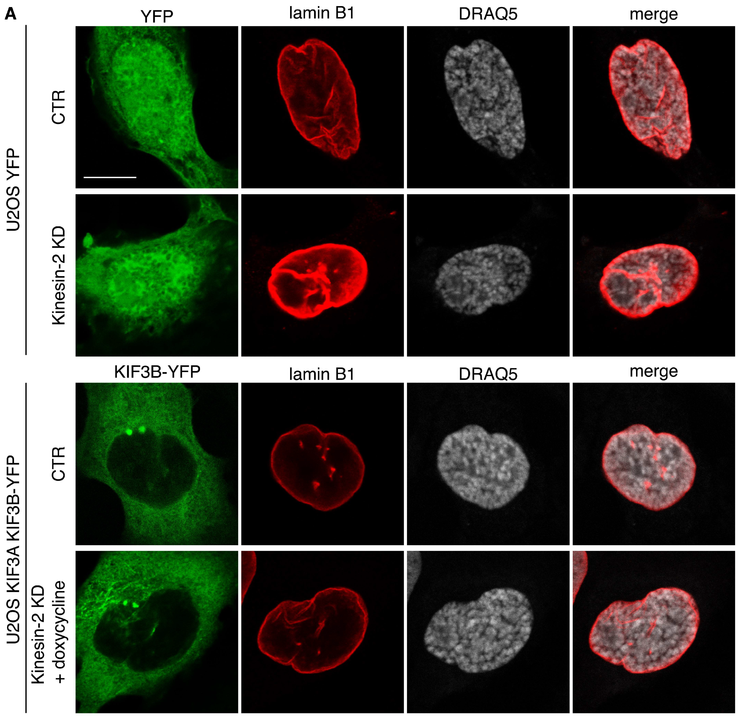 Ijms 19 02575 g005a Ijms 19 02575 g005a