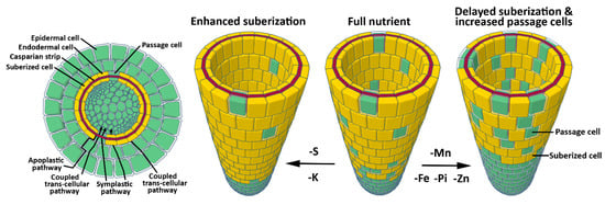 Ijms Free Full Text Feeding The Walls How Does Nutrient Availability Regulate Cell Wall Composition Html